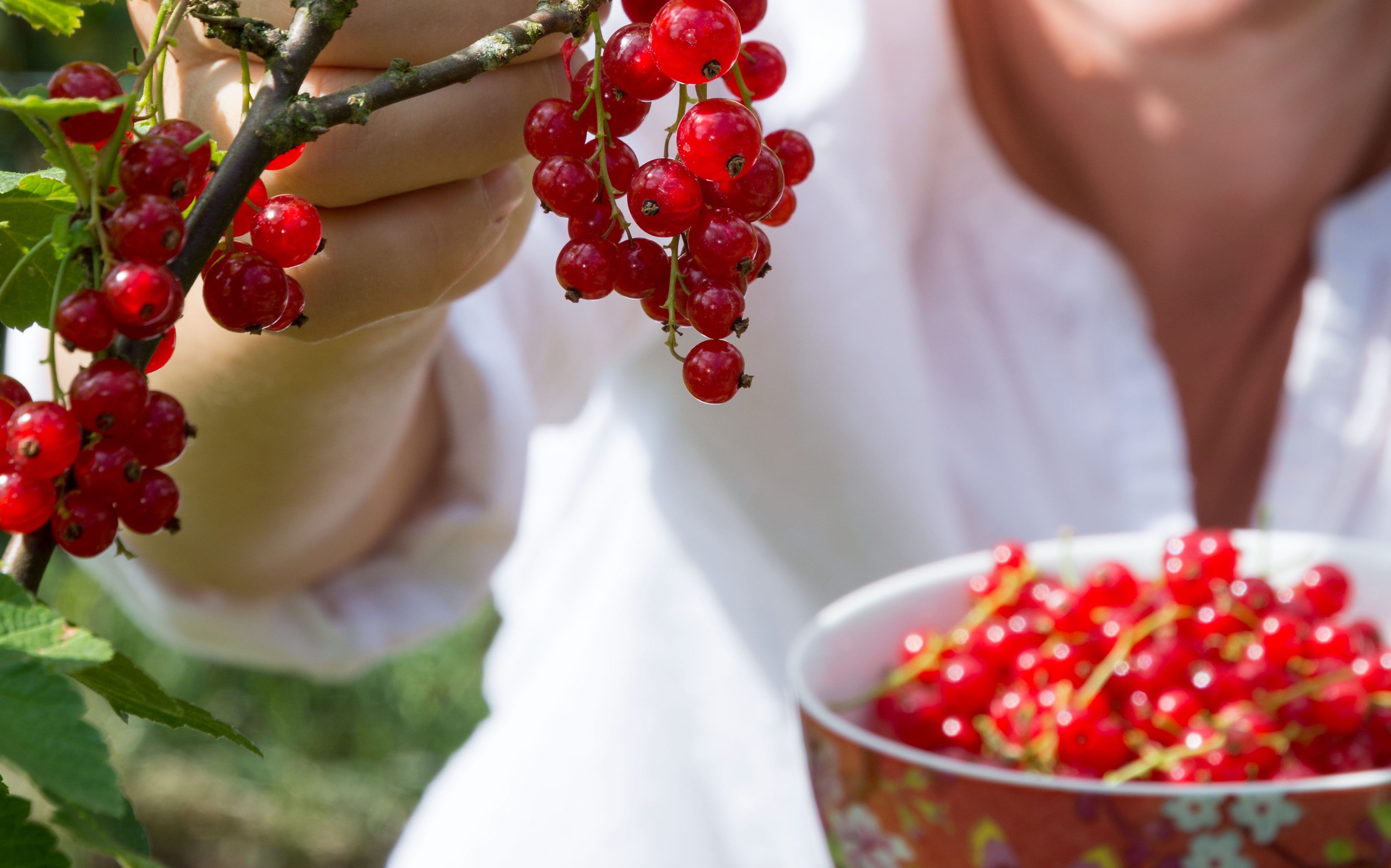 Johannisbeeren ernten