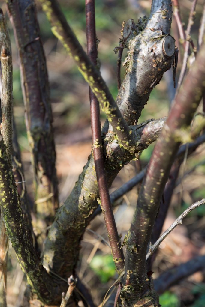 Rote Johannisbeeren schneiden