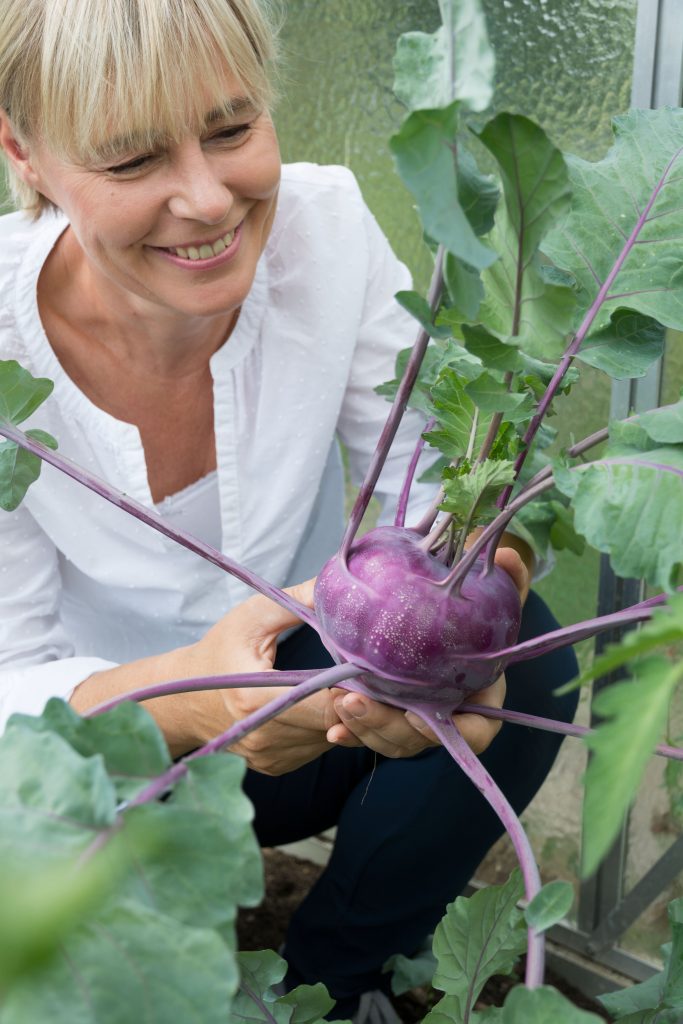 Blauer Kohlrabi ernten