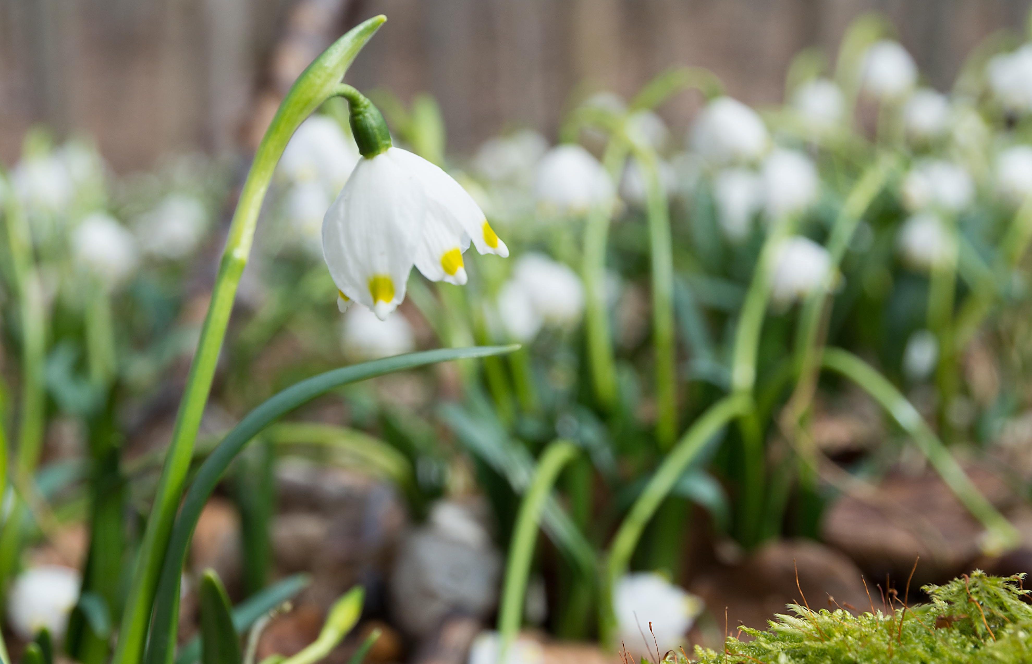 Märzenbecher ist eine Zwiebelblume