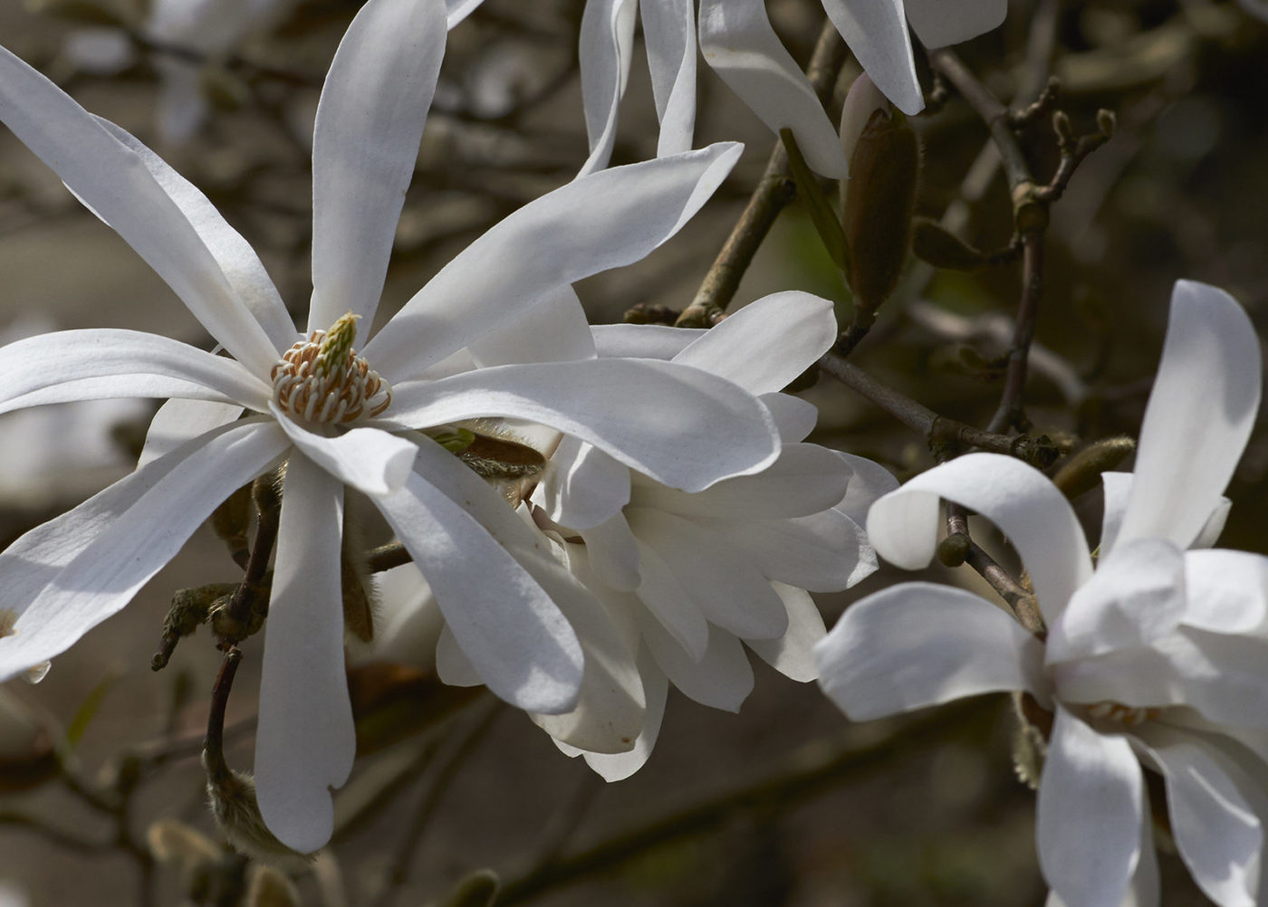 Die weißen Blüten von Sternmagnolien tragen Eleganz in jeden Garten.
