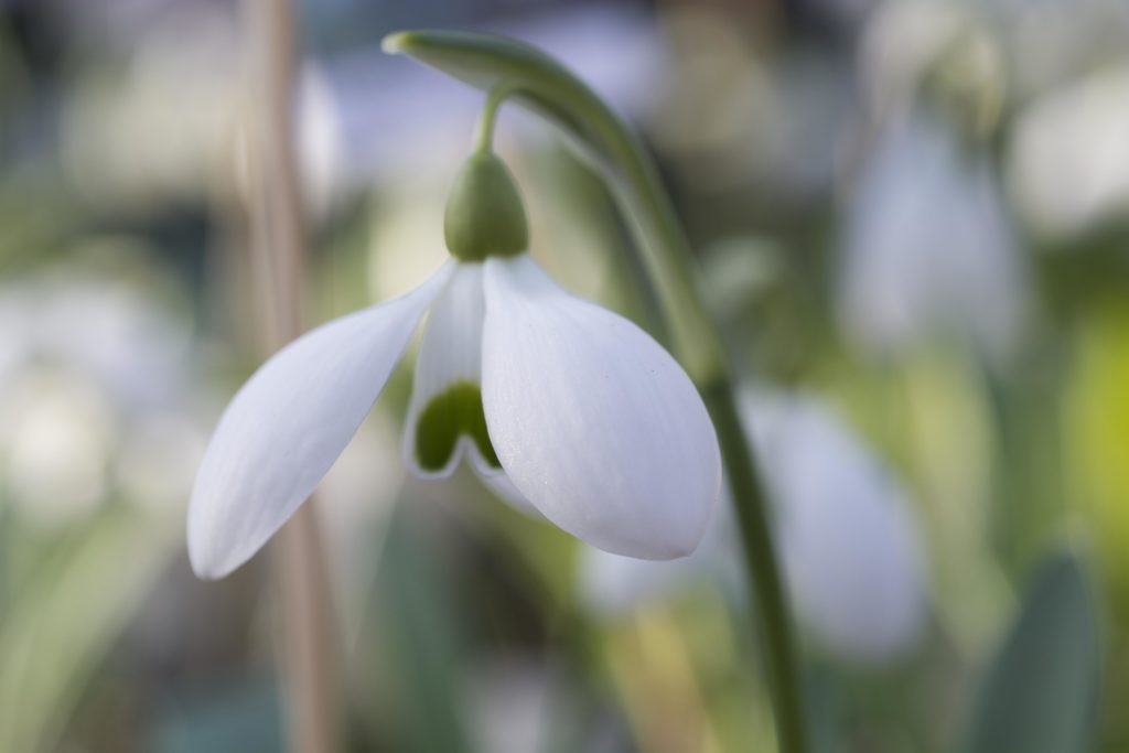 Schneeglöckchen blüht