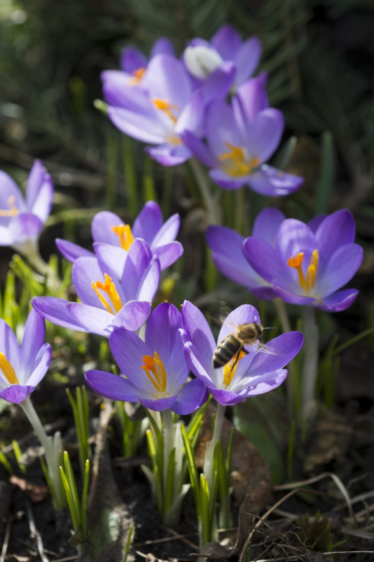 Fröhliche Frühlingsboten Krokusse pflanzen Gern im Garten
