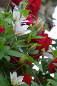 Perfekte Partnerin: Eine rote Kletterrose.