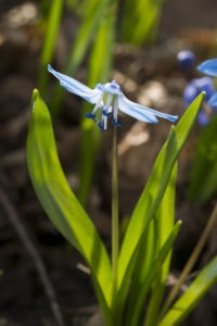 Scilla sibirica