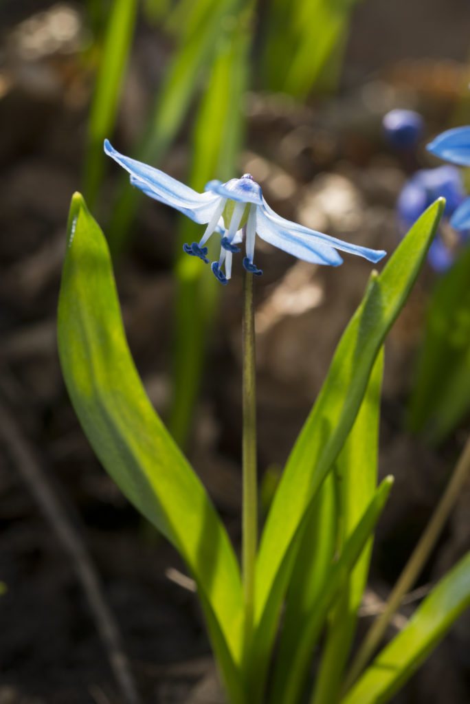 Zauberhaft: Die Blüte vom Sibirischem Blausternchen