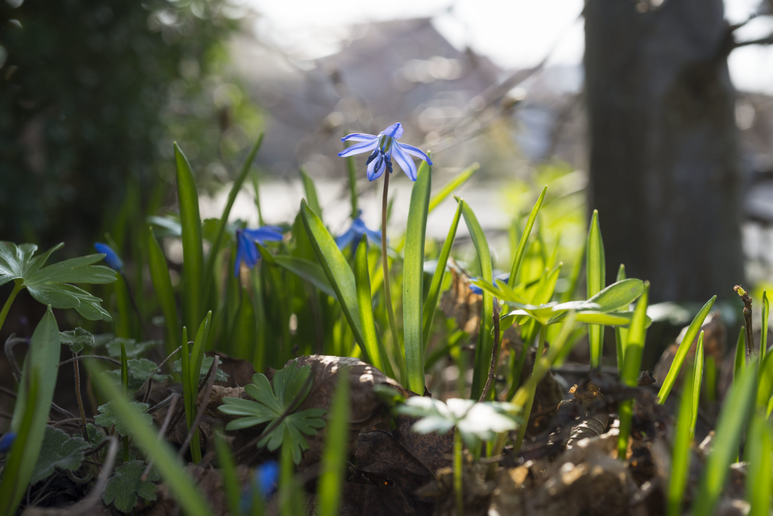 Blausternchen (Scilla siberica) ist eine Zwiebelblumen zum Verwildern.