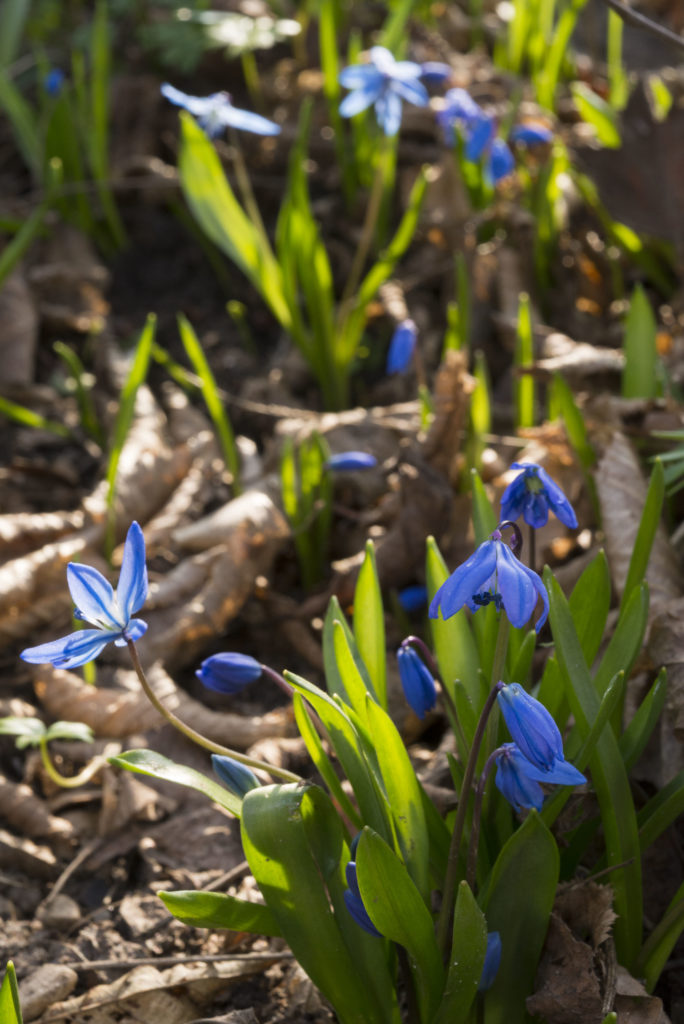 Blausternchen unter Hainbuchenhecke