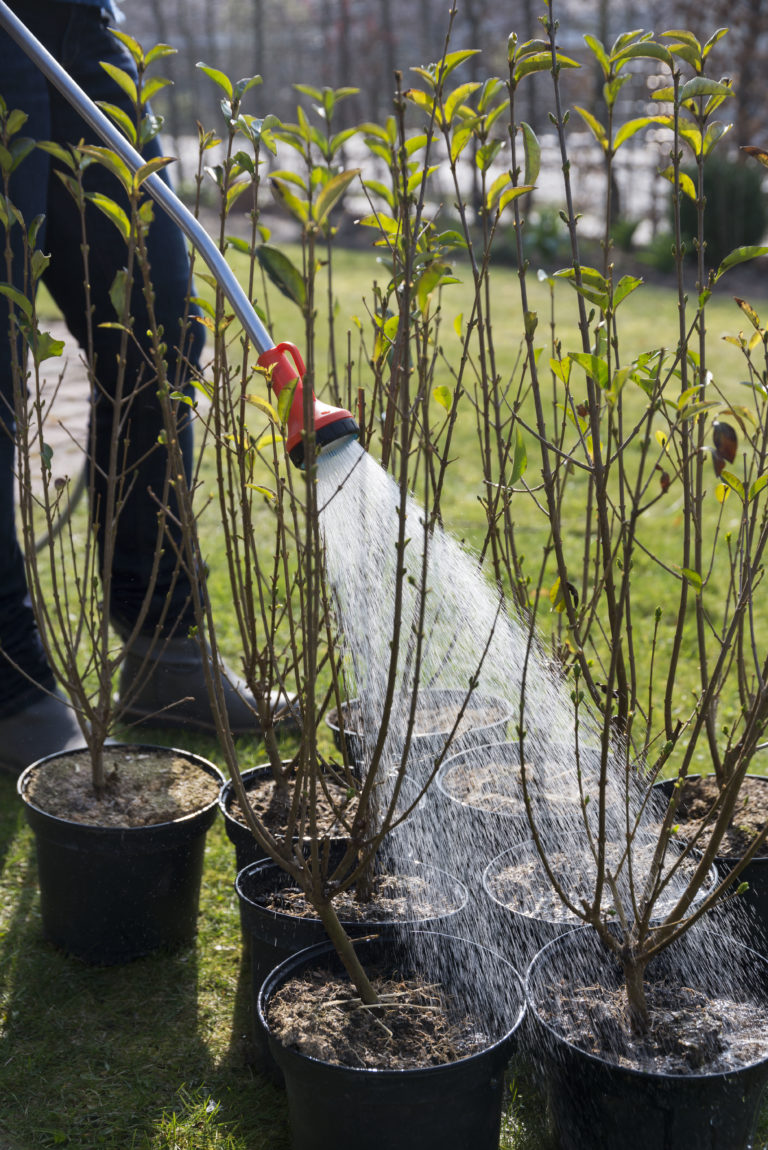 Pflanzzeit für eine Ligusterhecke