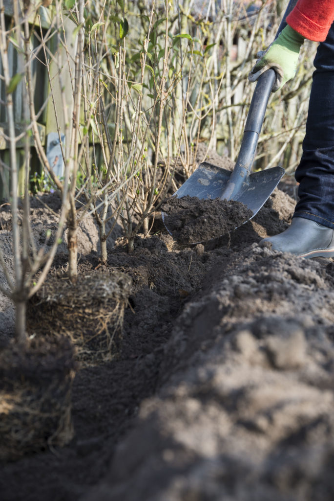 Liguster als Hecke im Garten anlegen