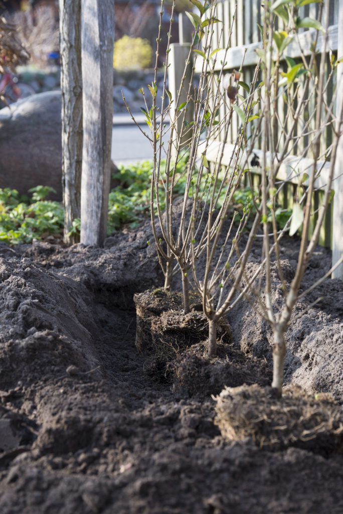 Liguster als Hecke im Garten anlegen