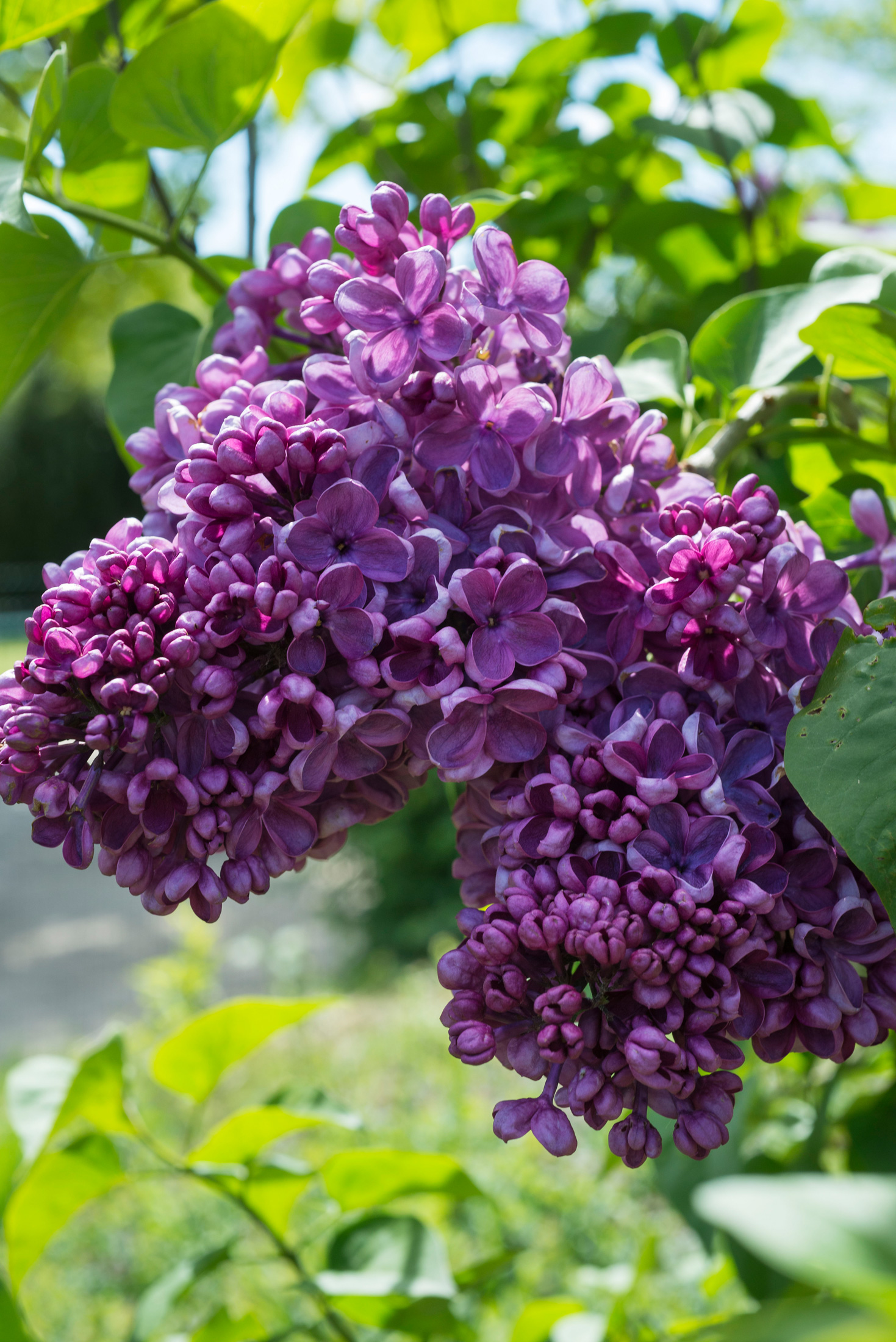 Flieder von der Gärtnerei Piccoplant bei Oldenburg