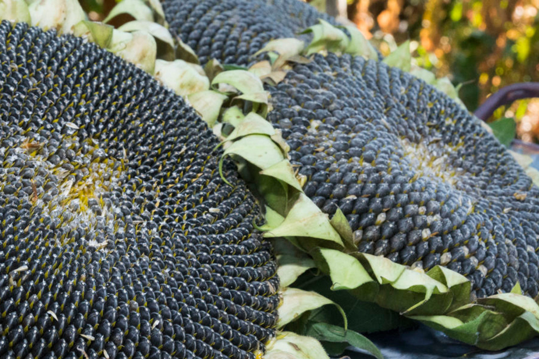 50+ Sonnenblumen Pflanzen Vogelfutter, Entdecke, wie du aus