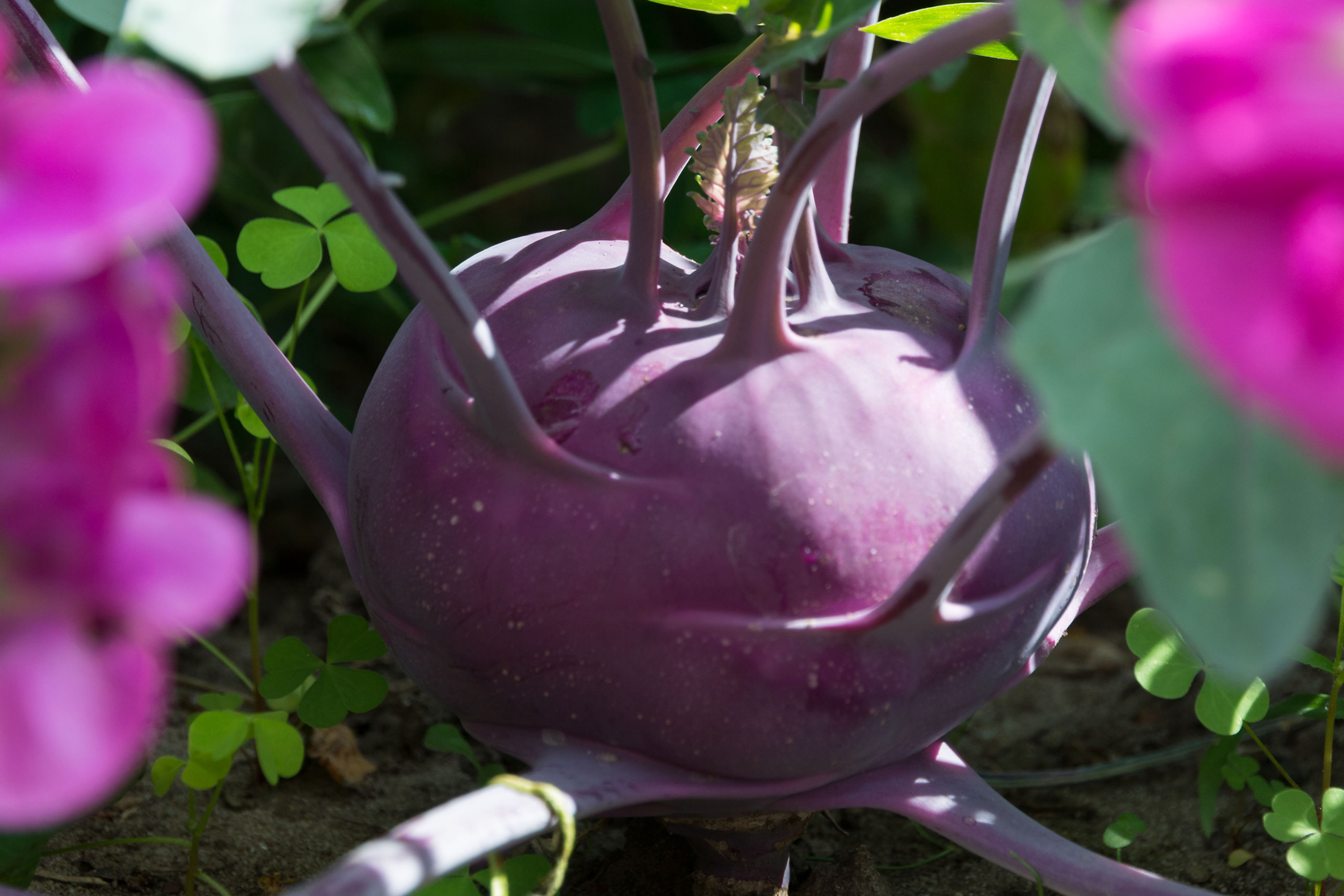 Blauen Kohlrabi anbauen