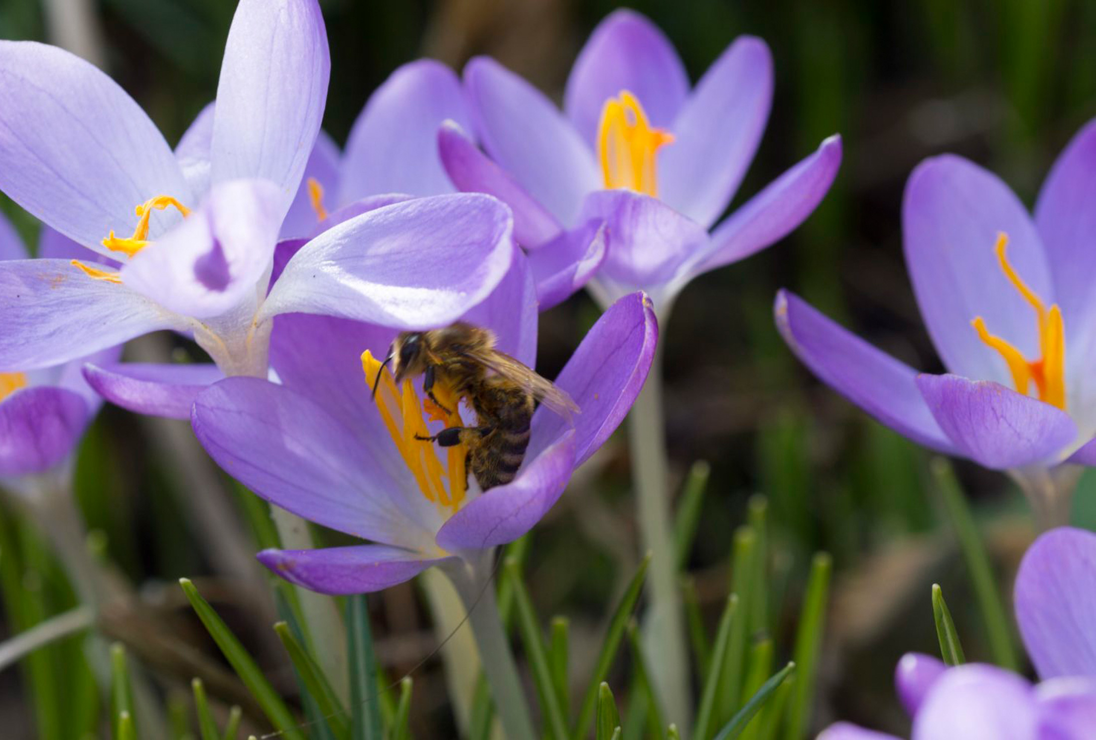 Fröhliche Frühlingsboten Krokusse