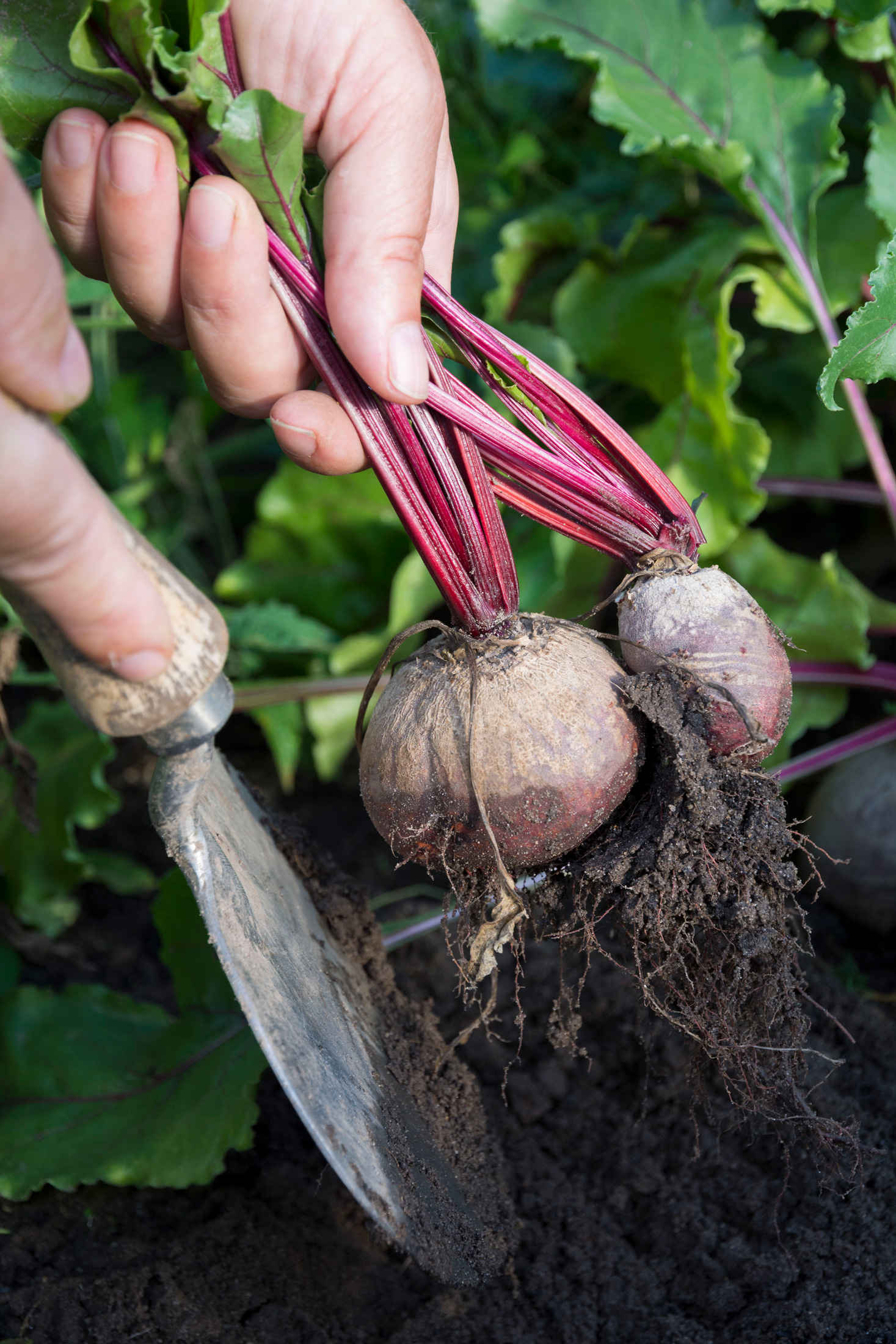 Rote Bete – ich geb mir die Kugel