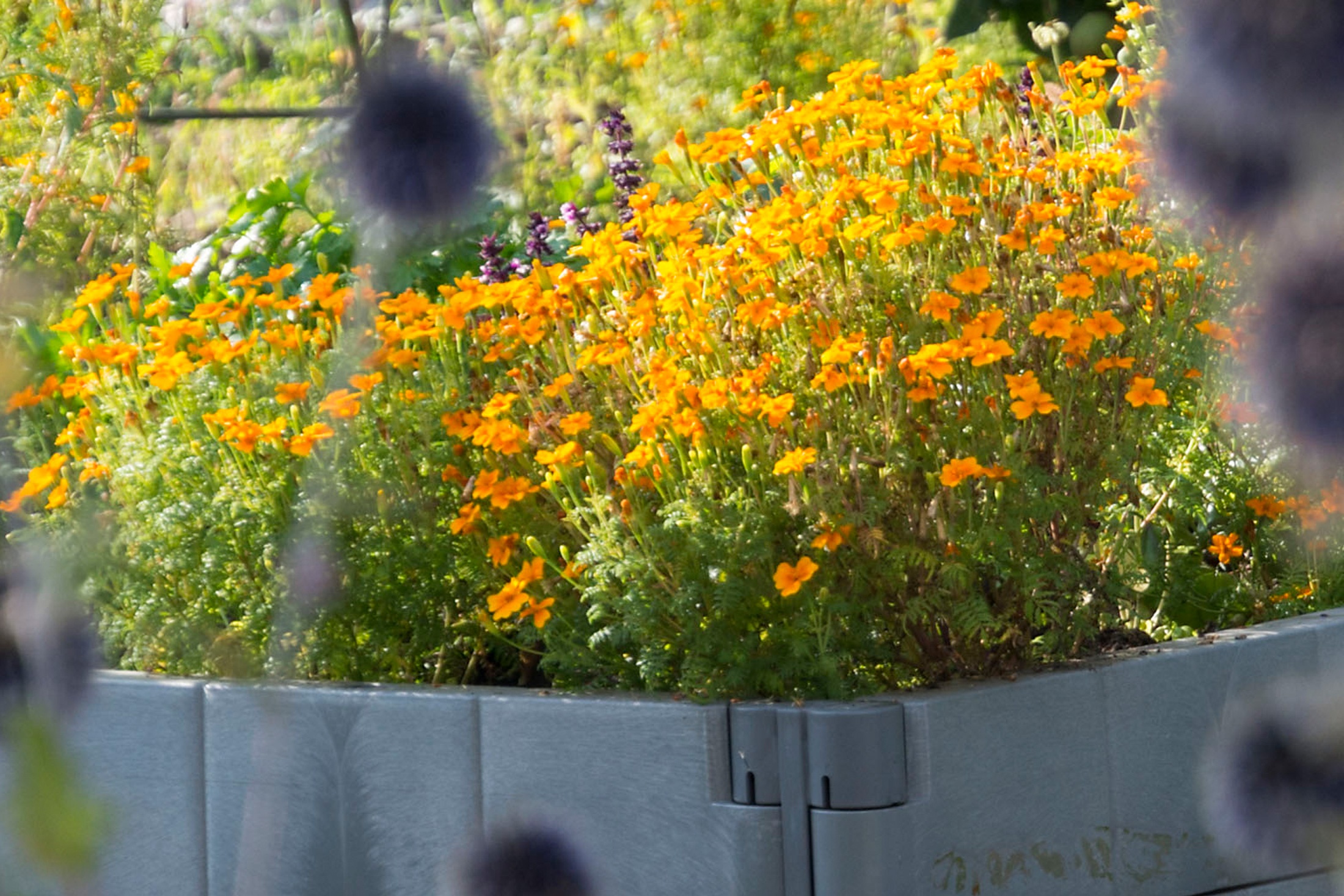 Aussaat von Tagetes Luna