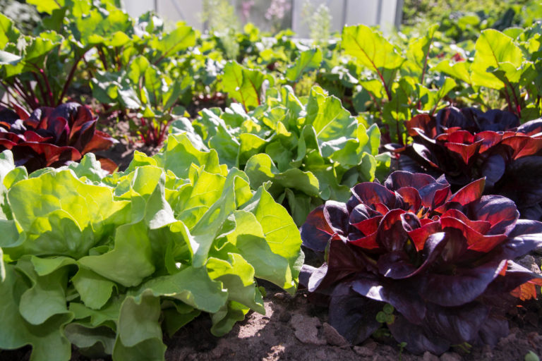 Ab Wann Salat Ins Hochbeet Die Salatsaison ist eröffnet! Junge Salate ins Hochbeet pflanzen