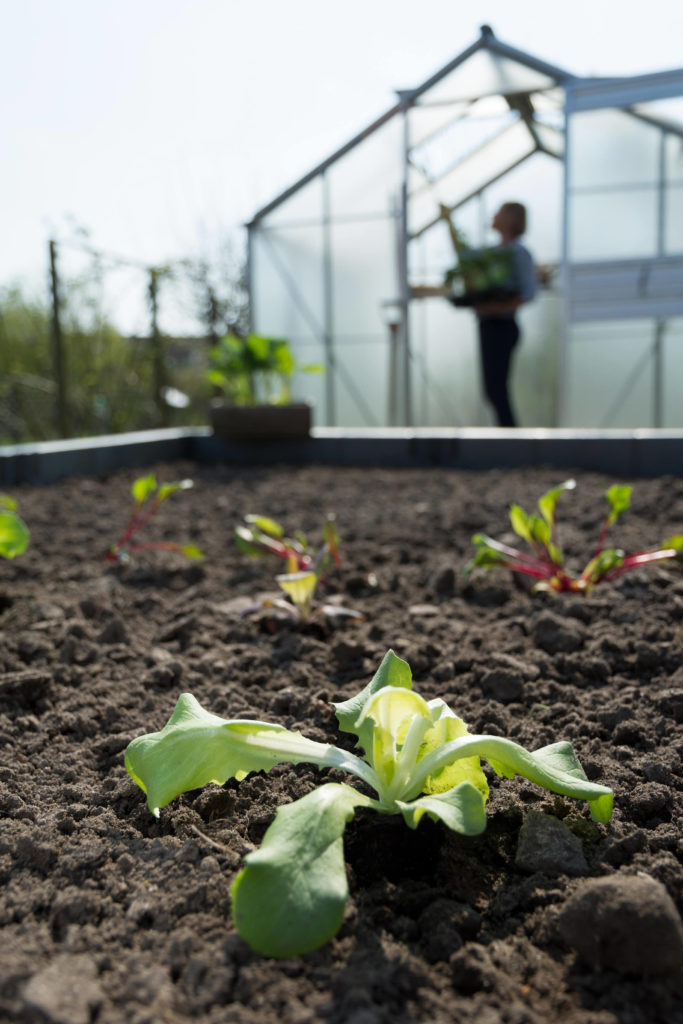 Salate im Frühling anbauen