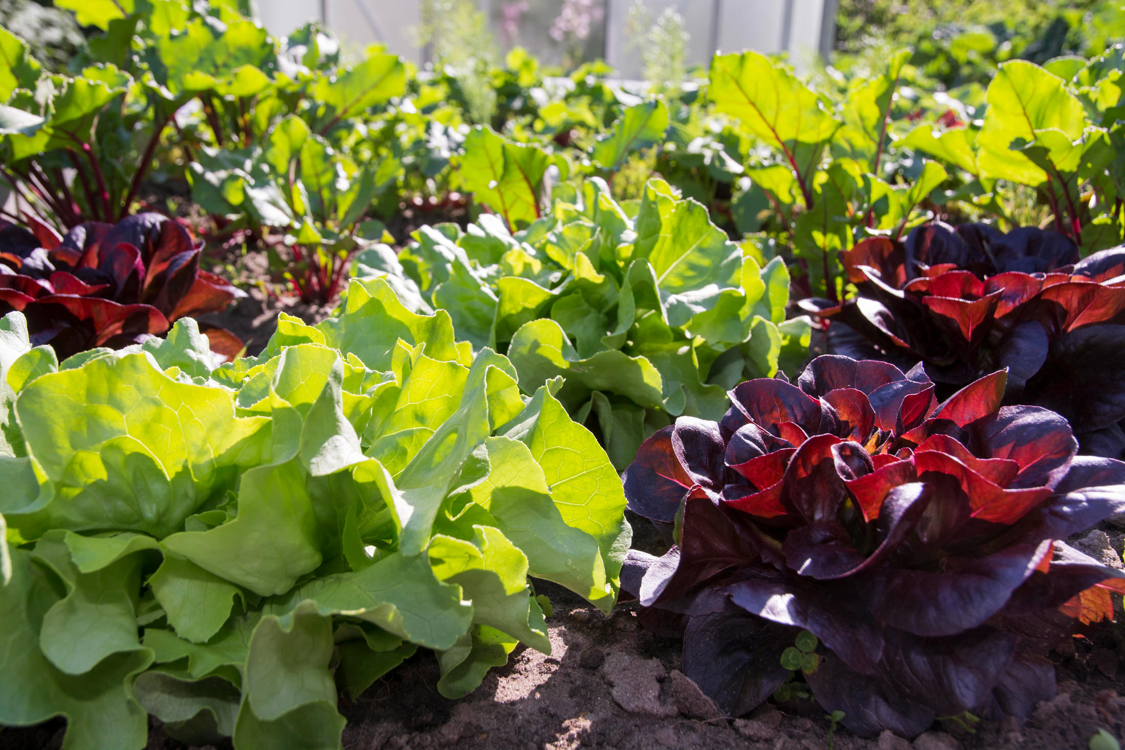 Im Frühling Salate anbauen