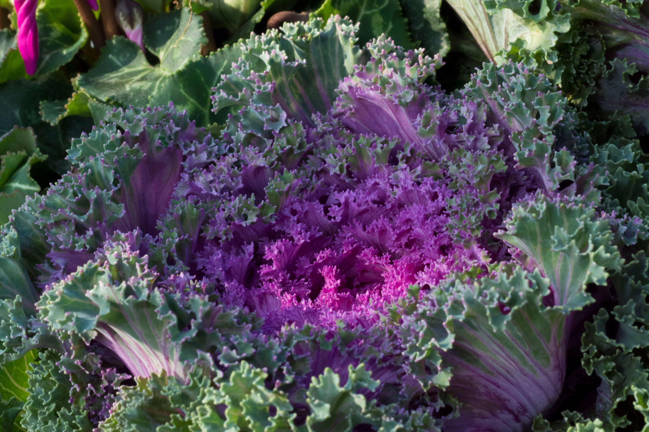 Barocker Herbstzauber mit Zierkohl