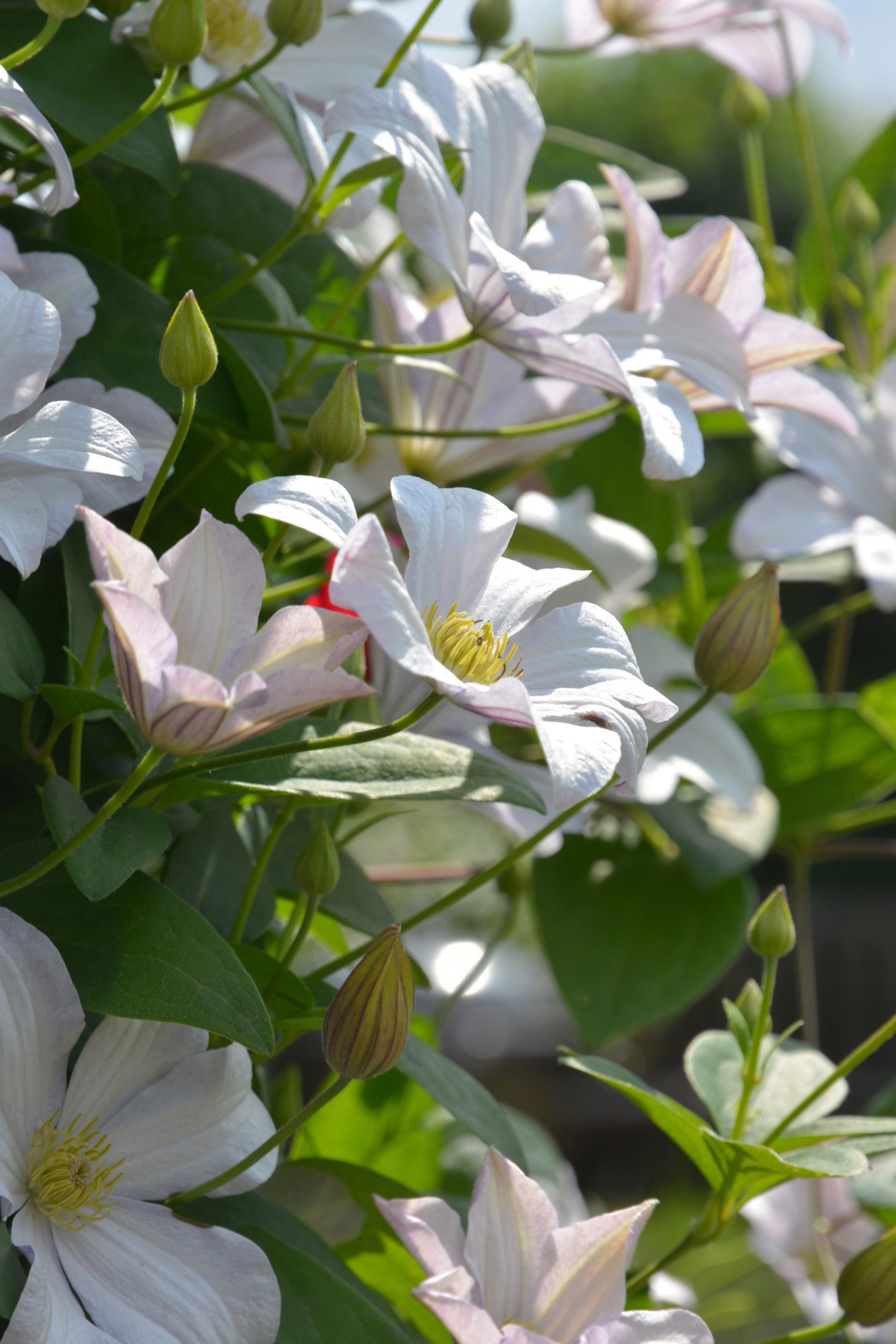 Die Klematis Huldine strahlt mit perlmuttweißen Blüten