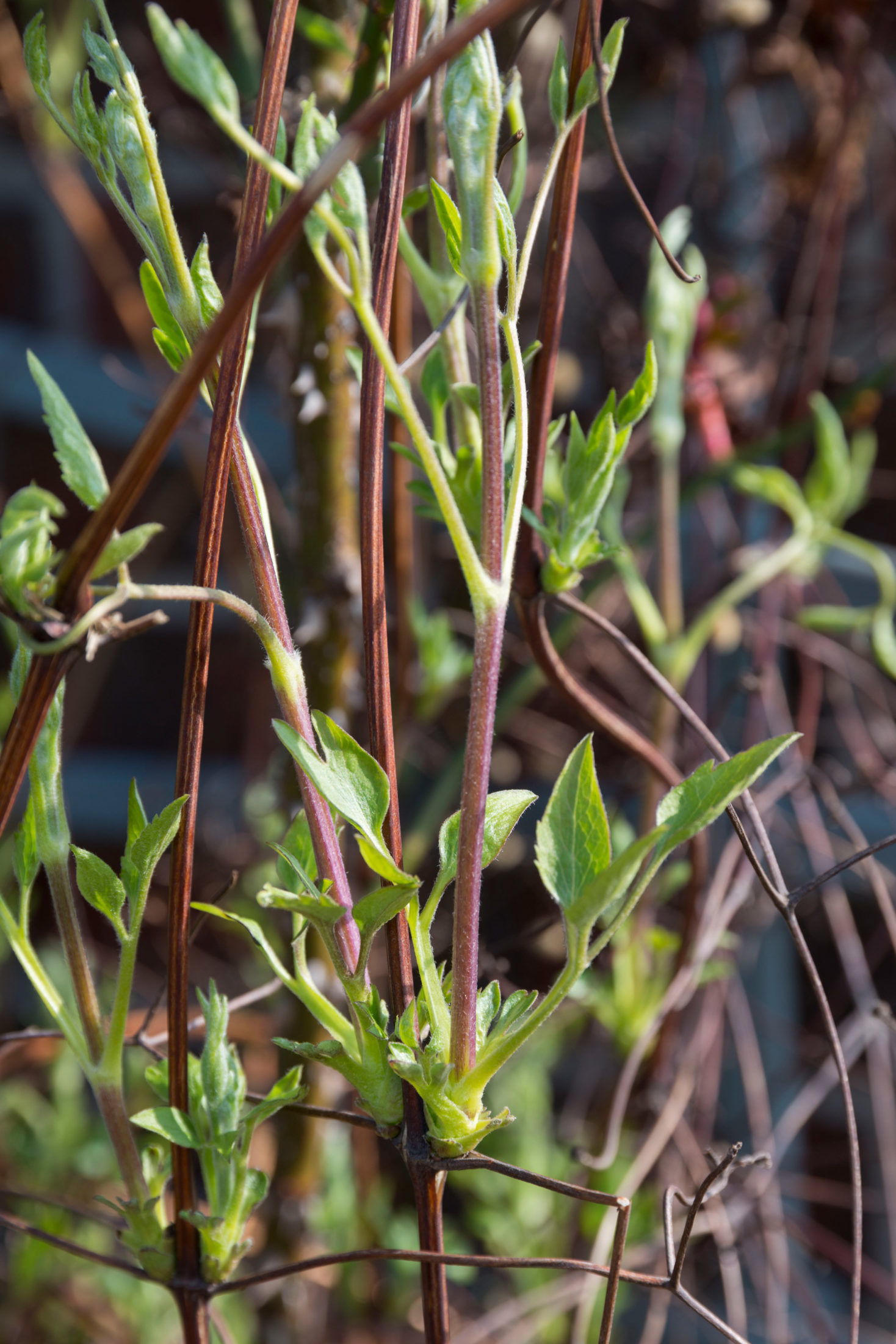 Klematis ‘Huldine’ strahlt mit perlmuttweißen Blüten