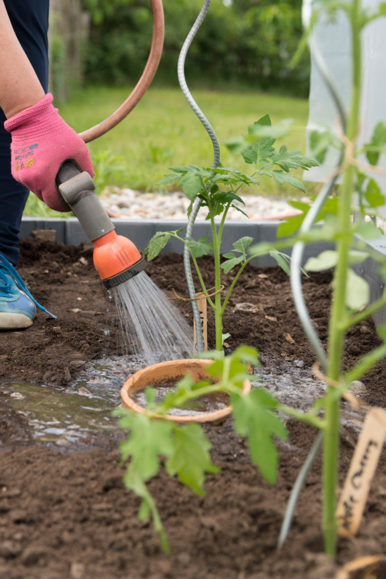 Nur die besten fürs Tomatenhaus!