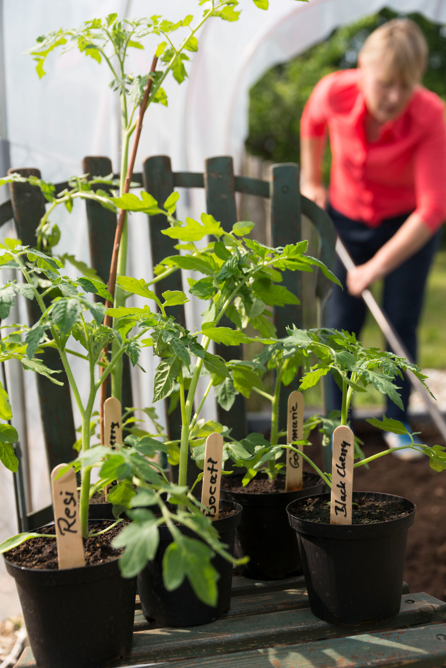 Tomaten in ein Tomatenhaus pflanzen