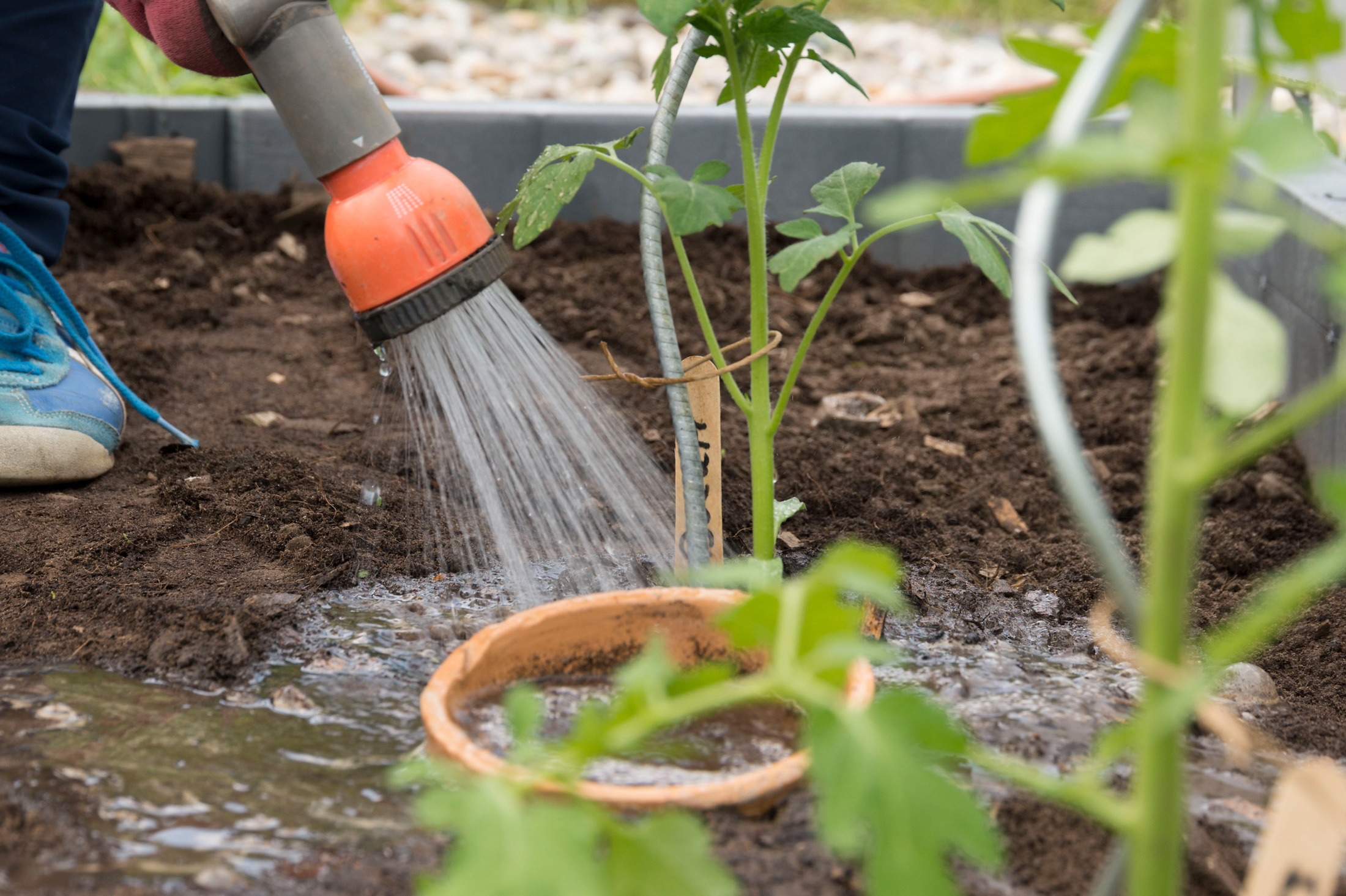 Tomaten anbauen im Tomatenhaus