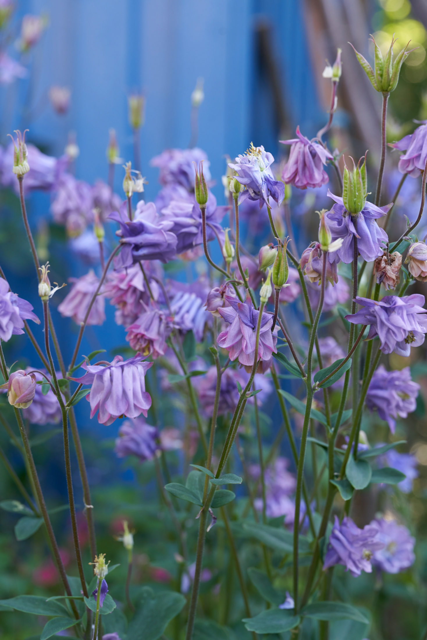 Akelei Aquilegia