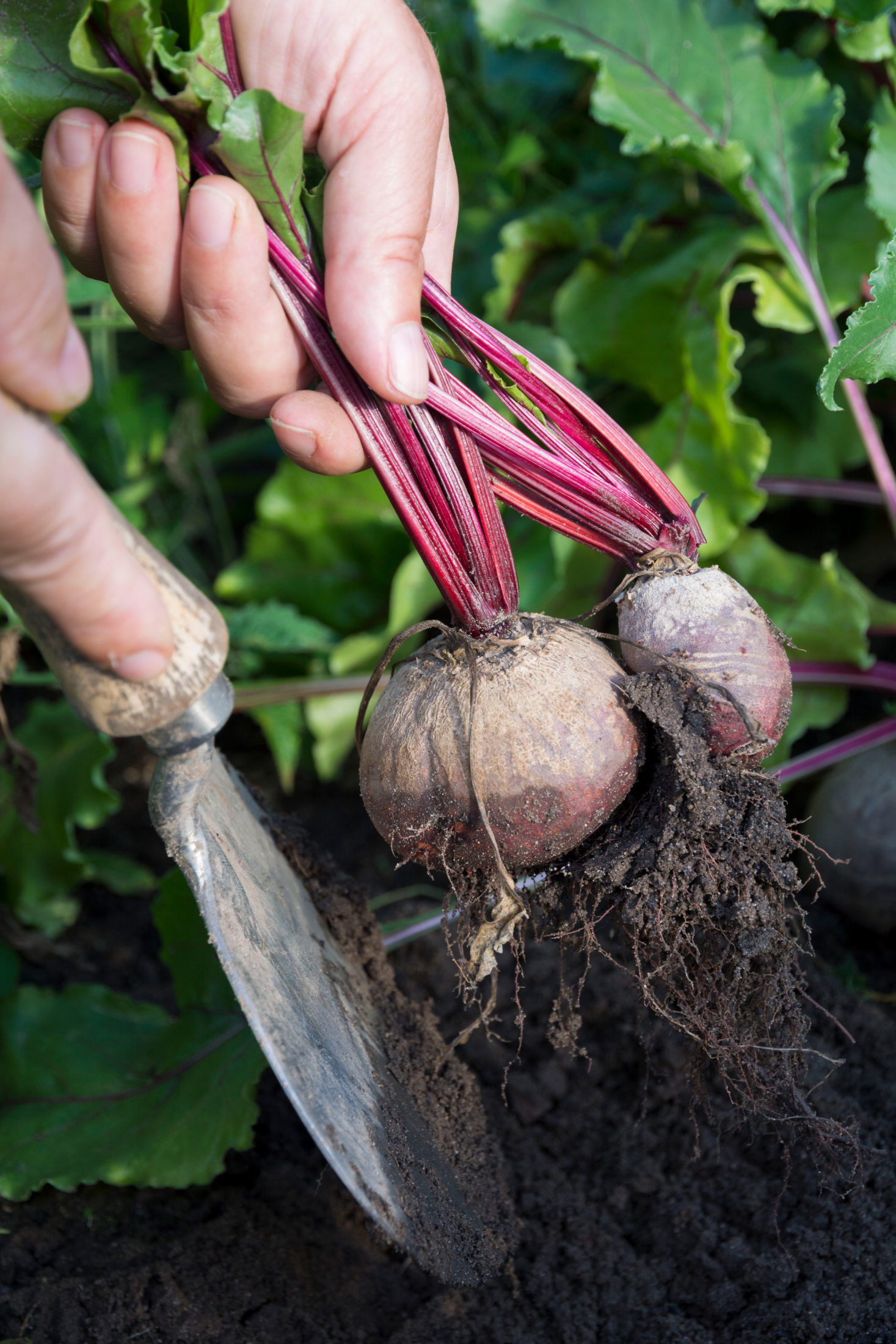 Rote Bete ernten