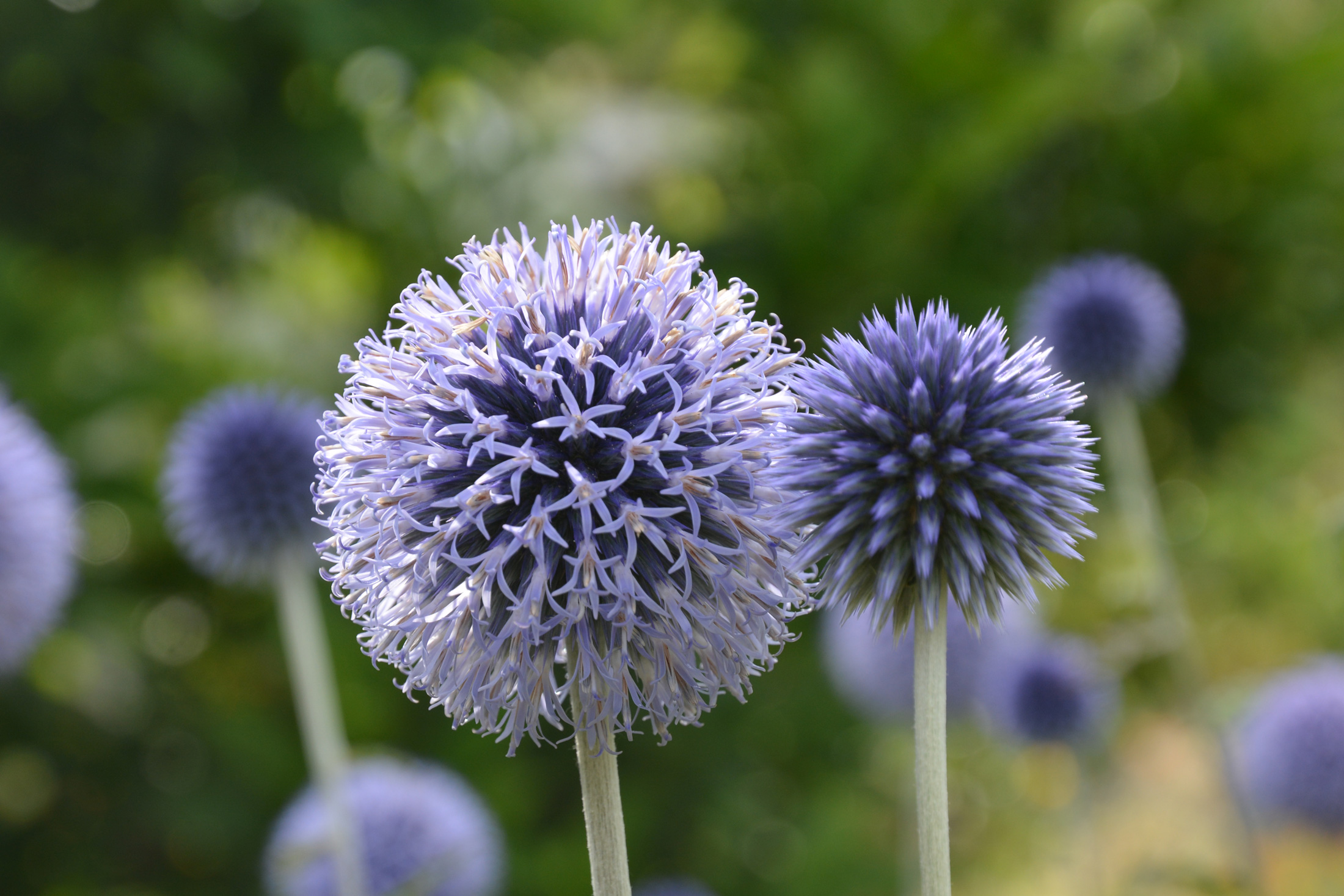 Kugeldistel – Topstaude ohne Allüren