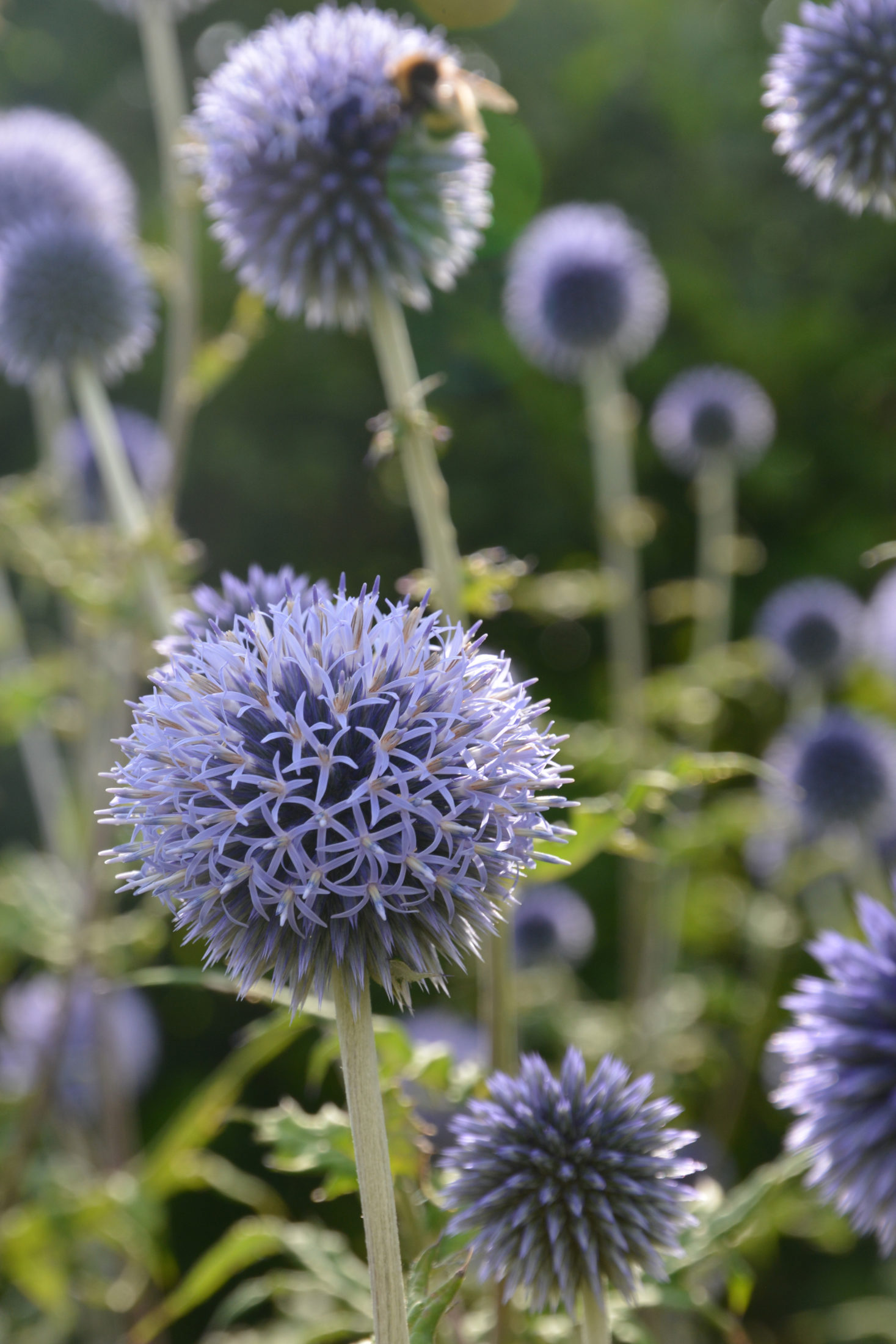 Kugeldistel – Topstaude ohne Allüren