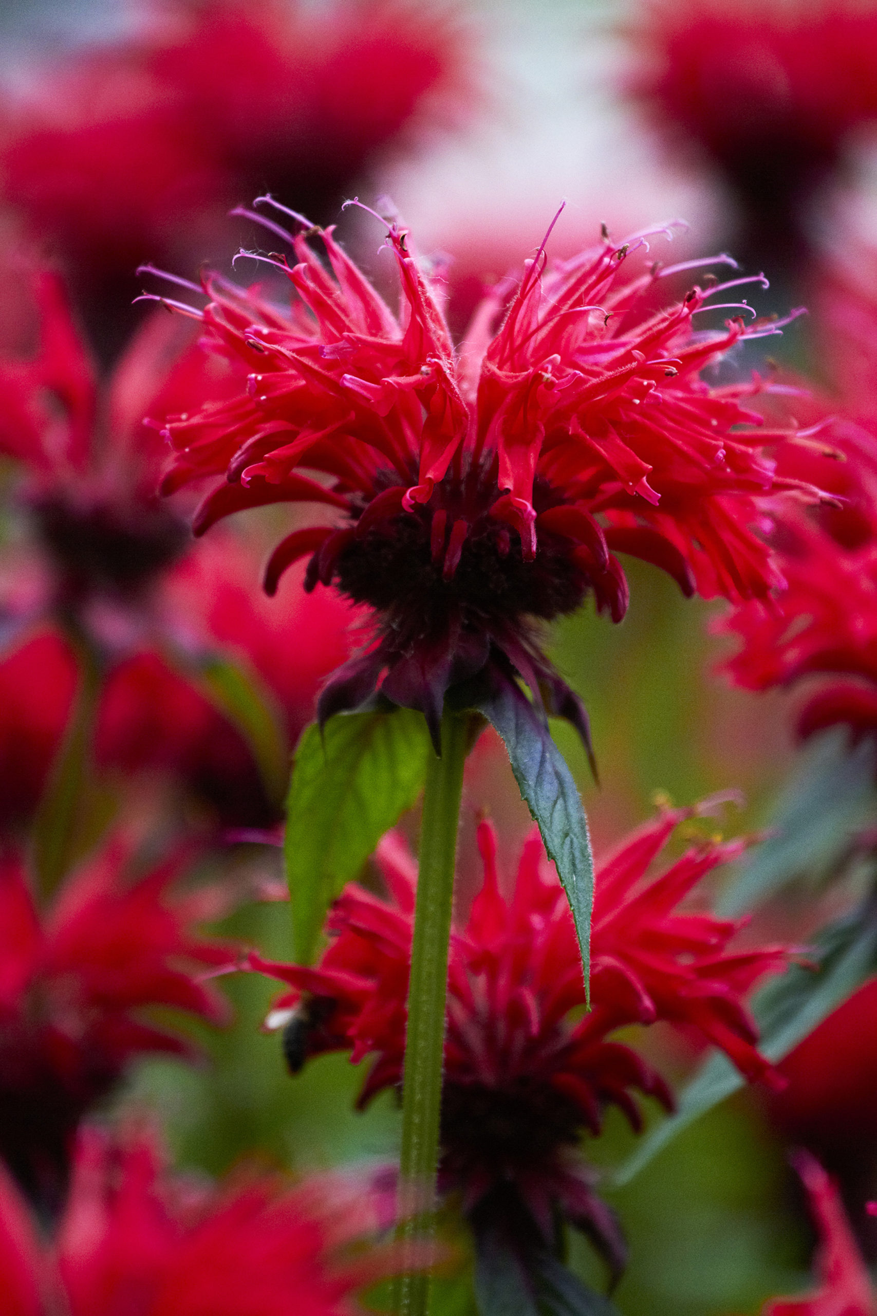 Indianernessel heilsame Sommerschönheit Gern im Garten