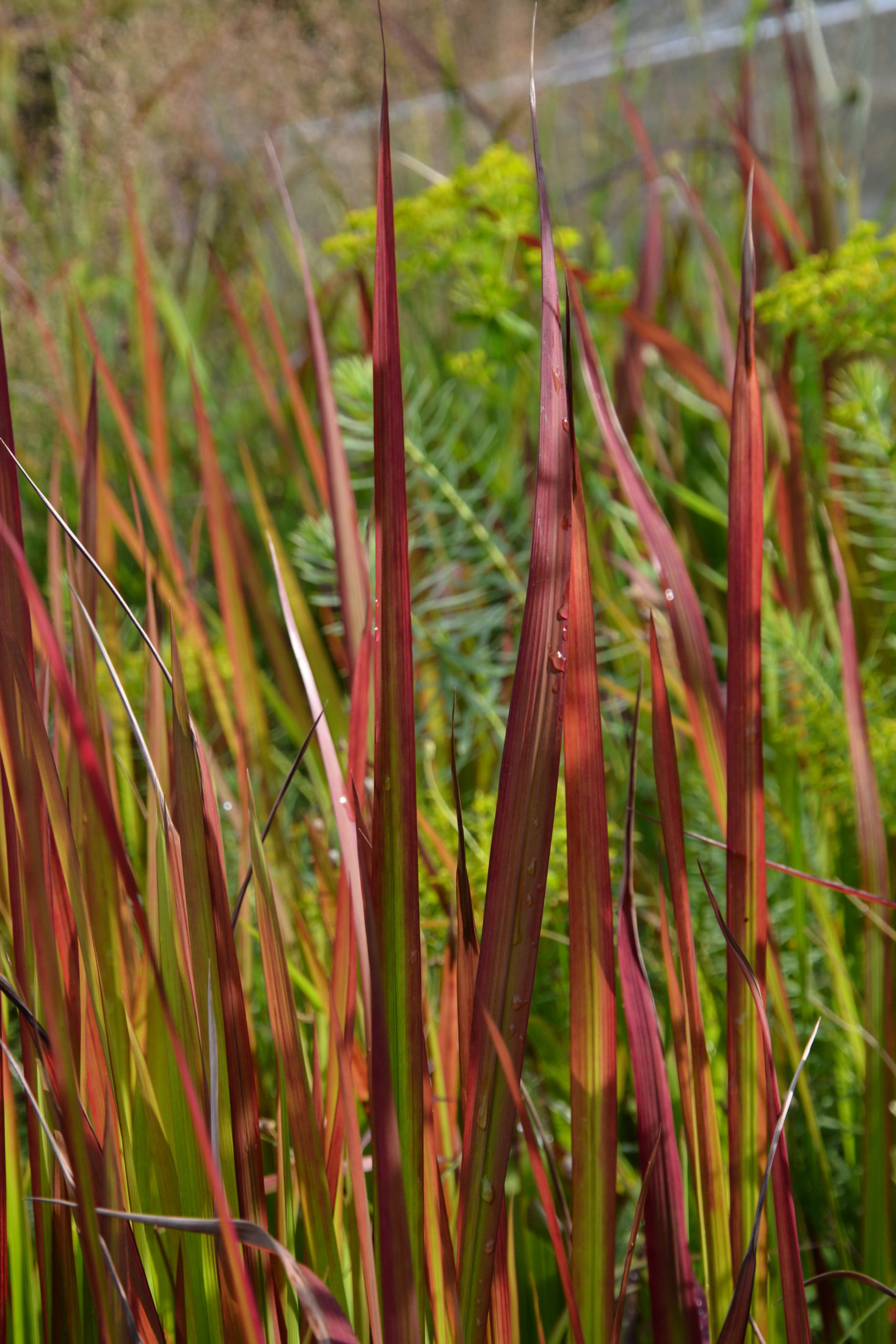 Alang-Alang-Gras ‘Red Baron’