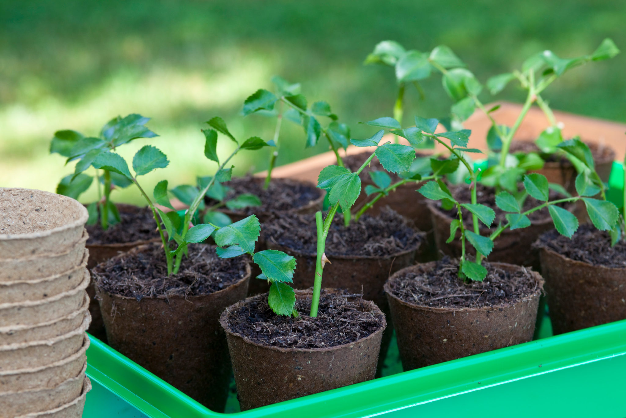 Rosen aus Stecklingen vermehren Gern im Garten