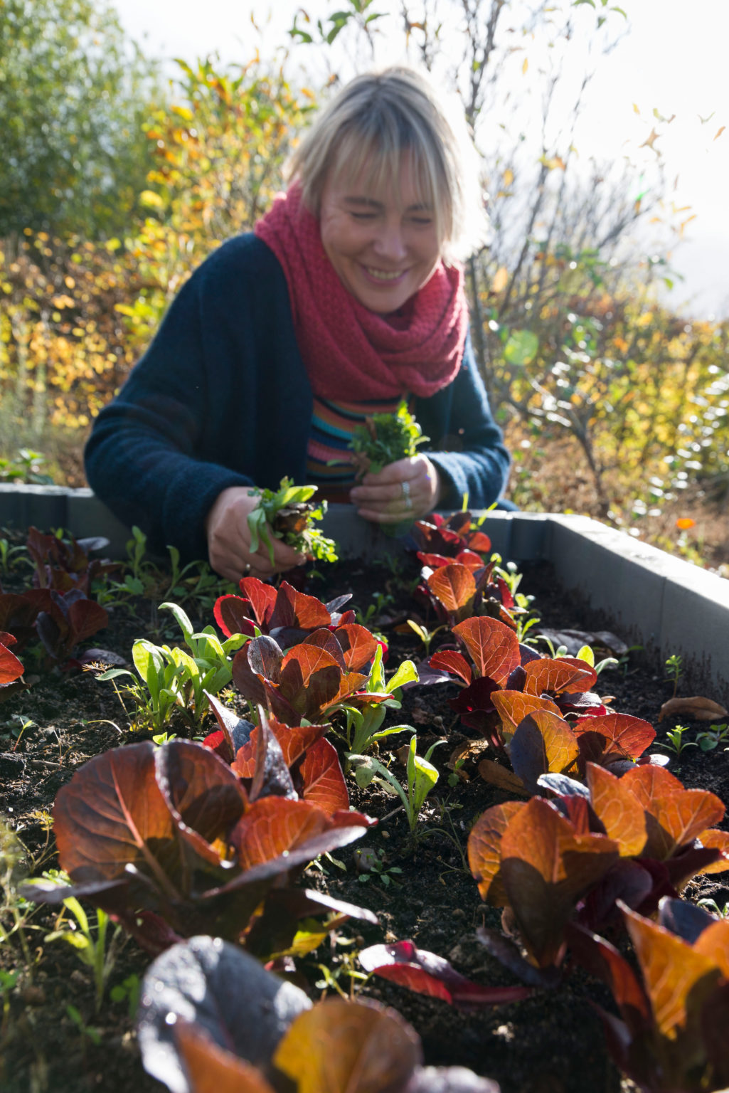 Roter Feldsalat ins Hochbeet pflanzen Gern im Garten