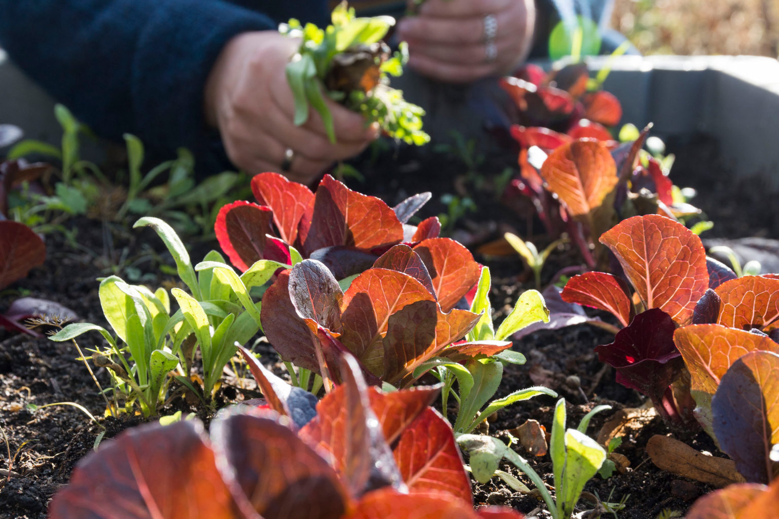 Roter Feldsalat ins Hochbeet pflanzen Gern im Garten