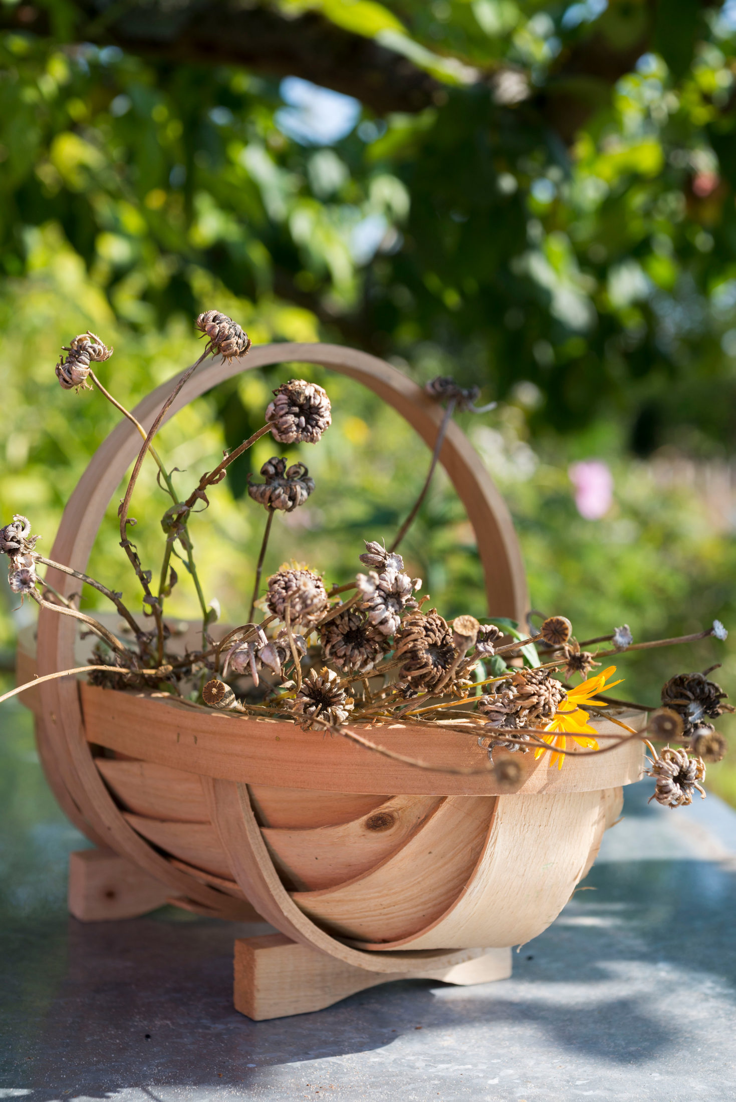 Samen von Ringelblumen sammeln