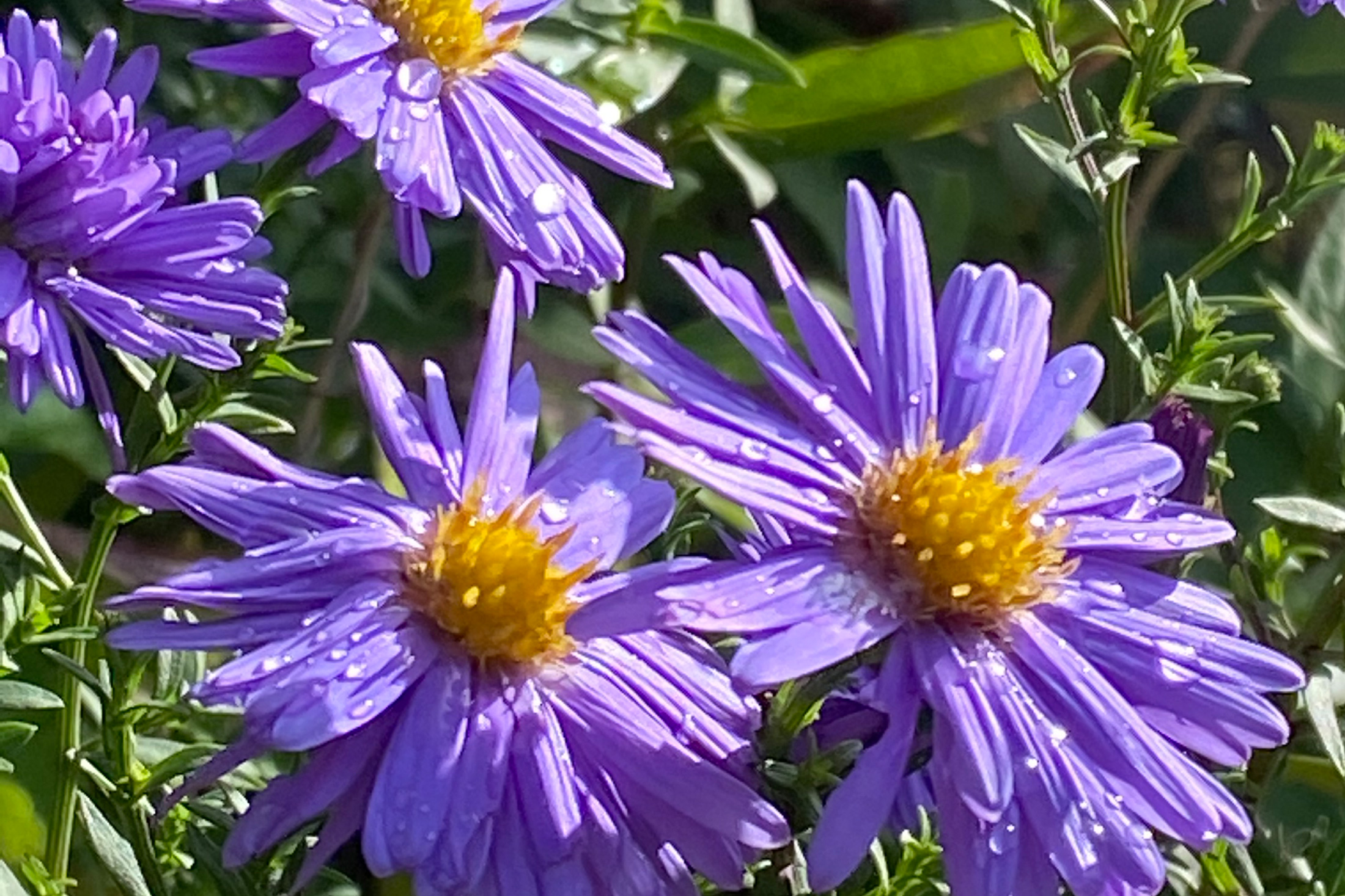 Strahlende Gewinnerin: Die Kissenaster - Gern im Garten