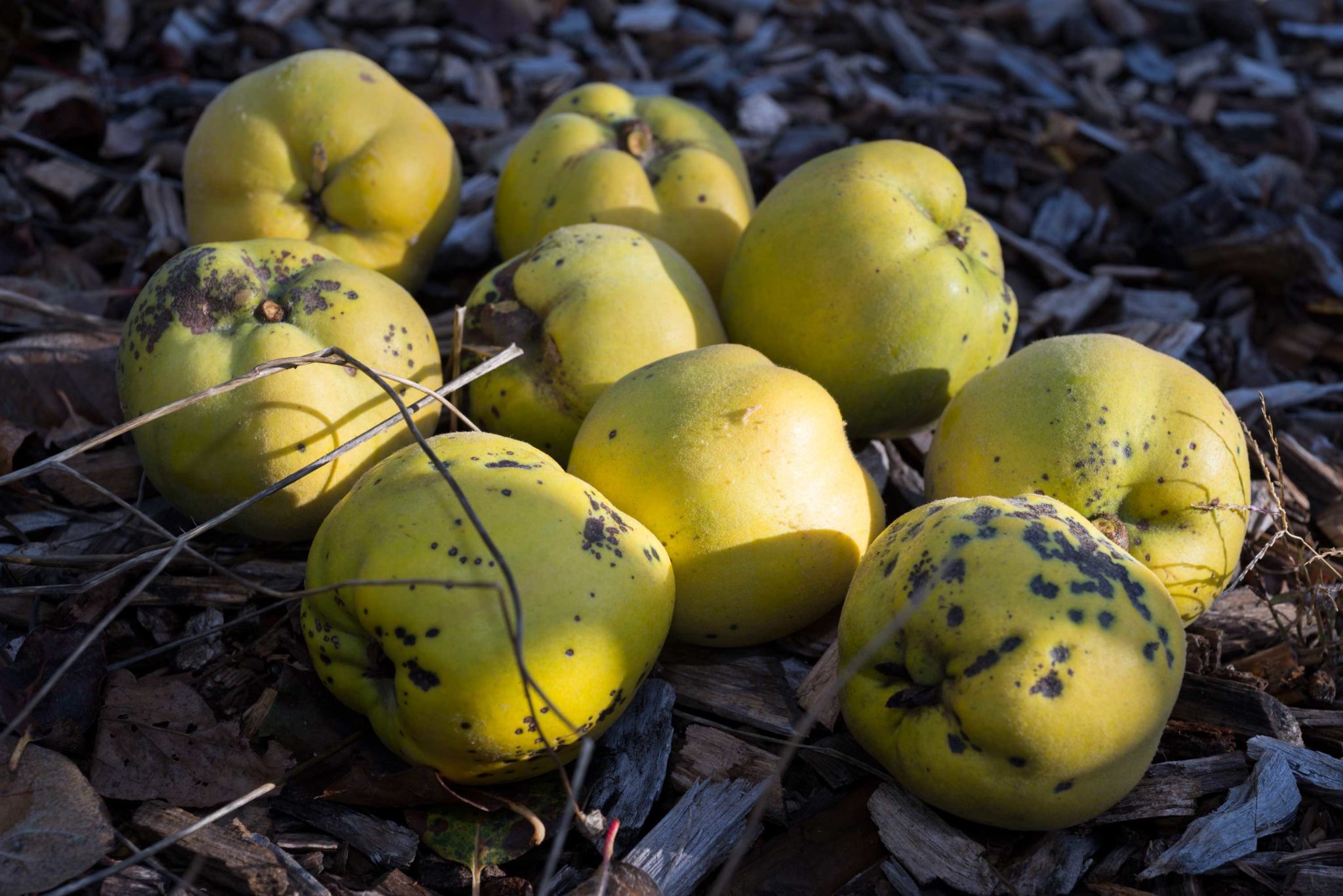 Leckeres Rezept für einen Quittenlikör - Gern im Garten