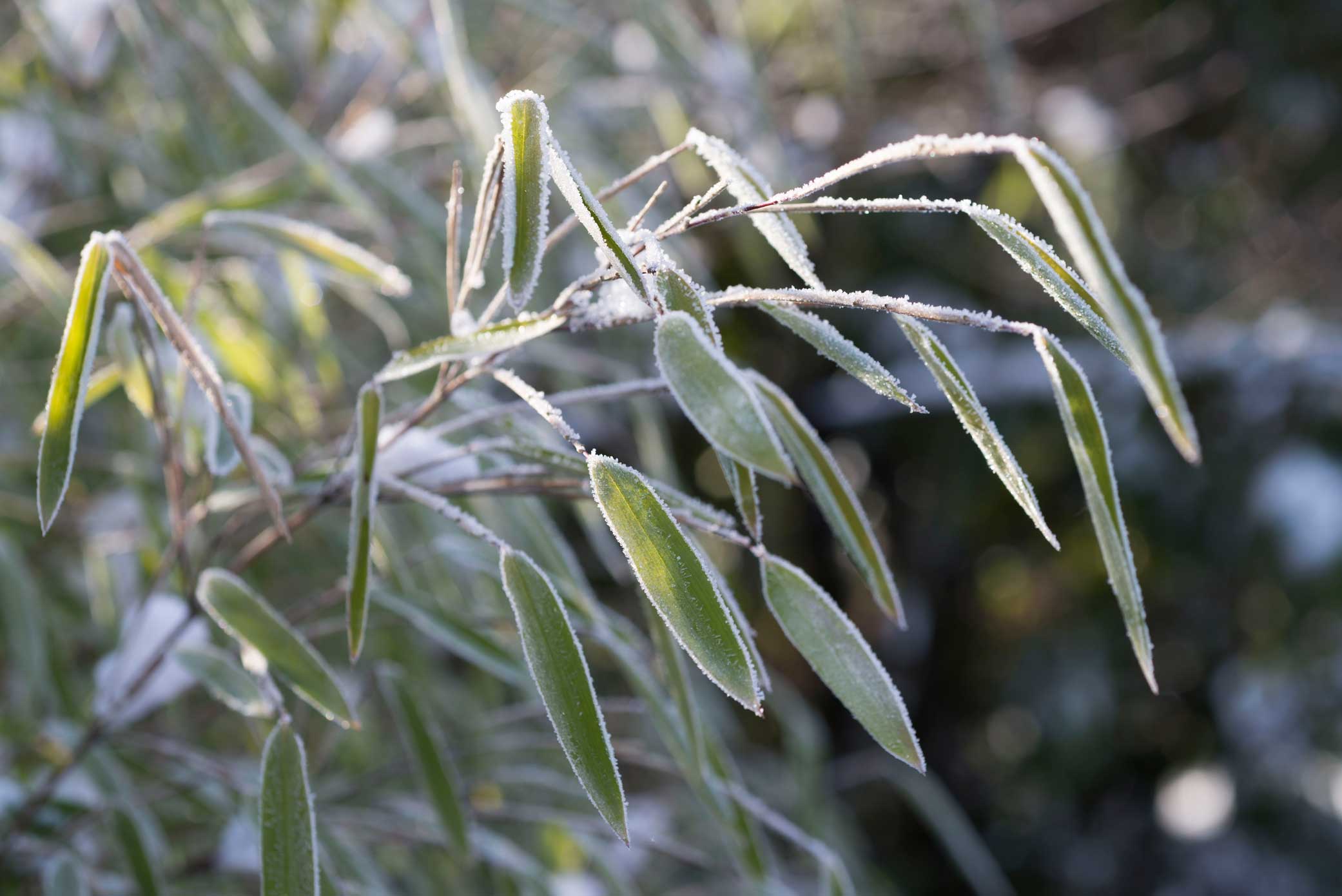 Bambusblätter im Frost