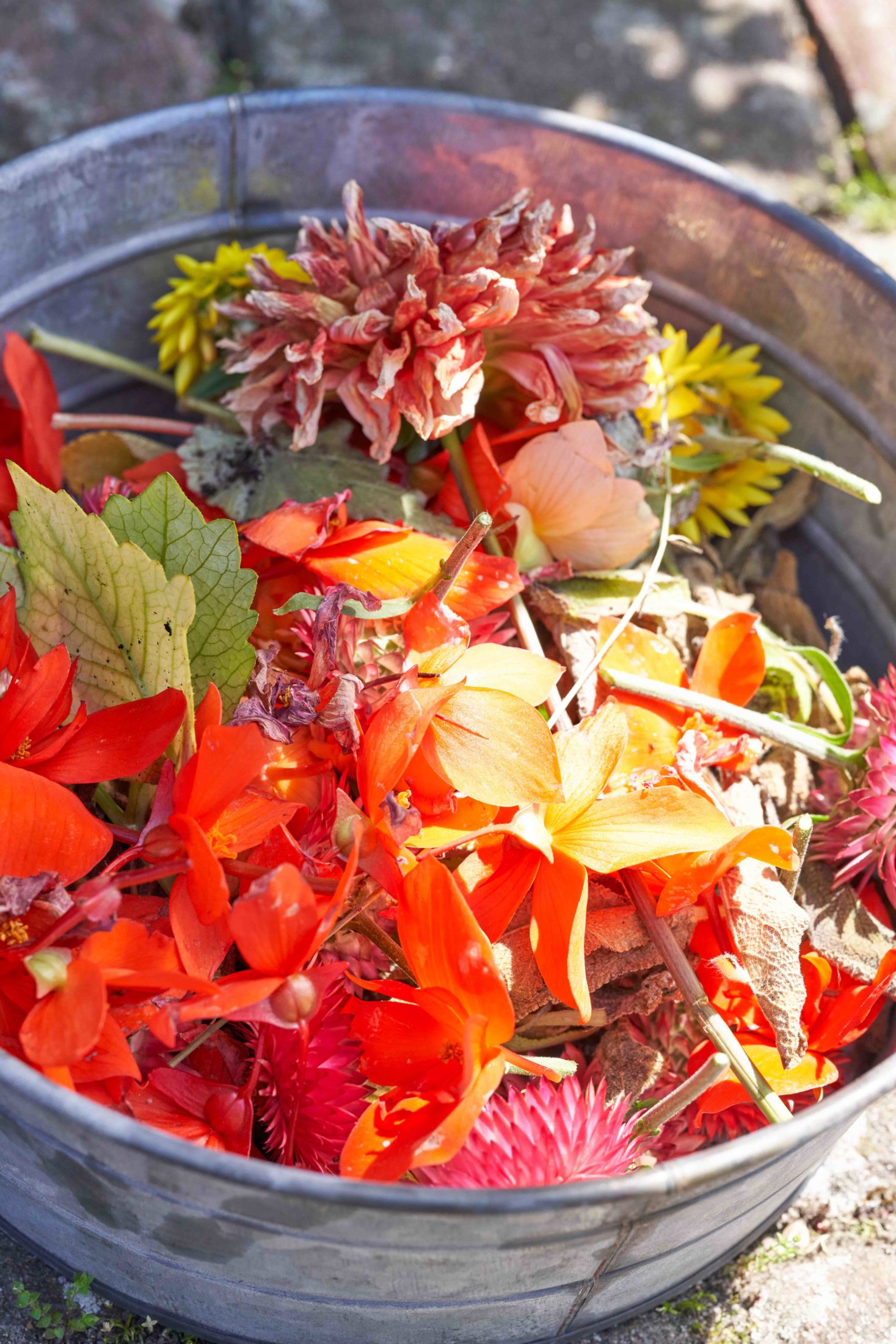 Ideen: Sommerblumen in Töpfen pflanzen