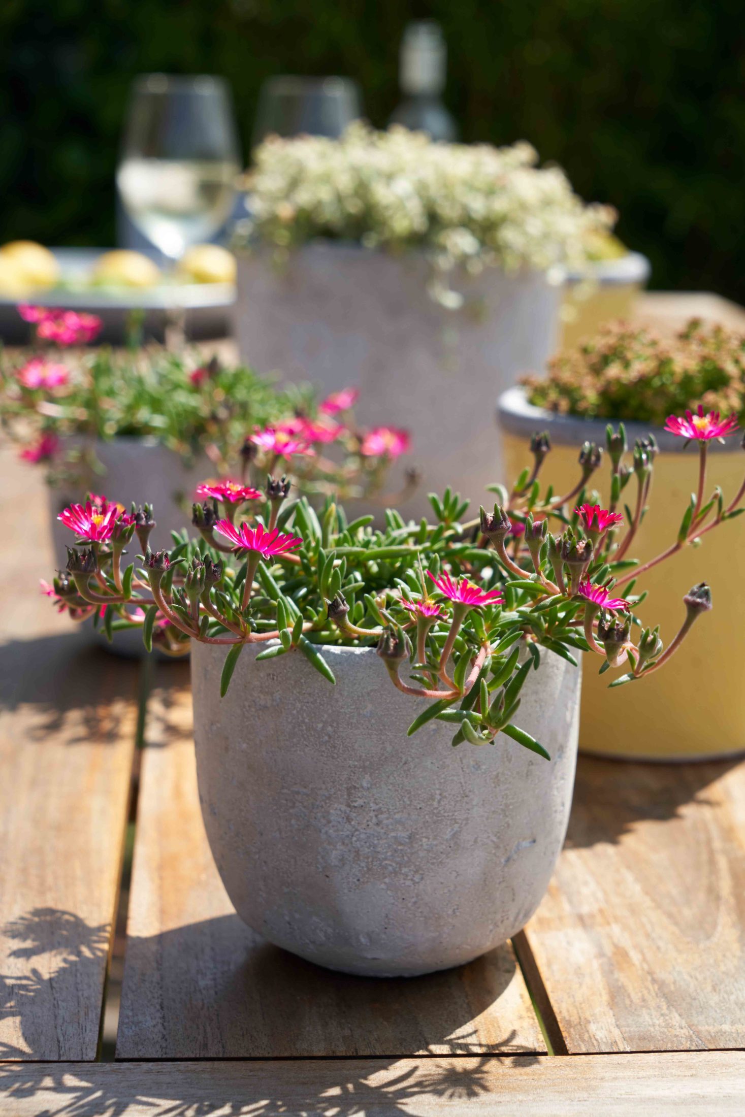Ideen: Sommerblumen in Töpfen pflanzen