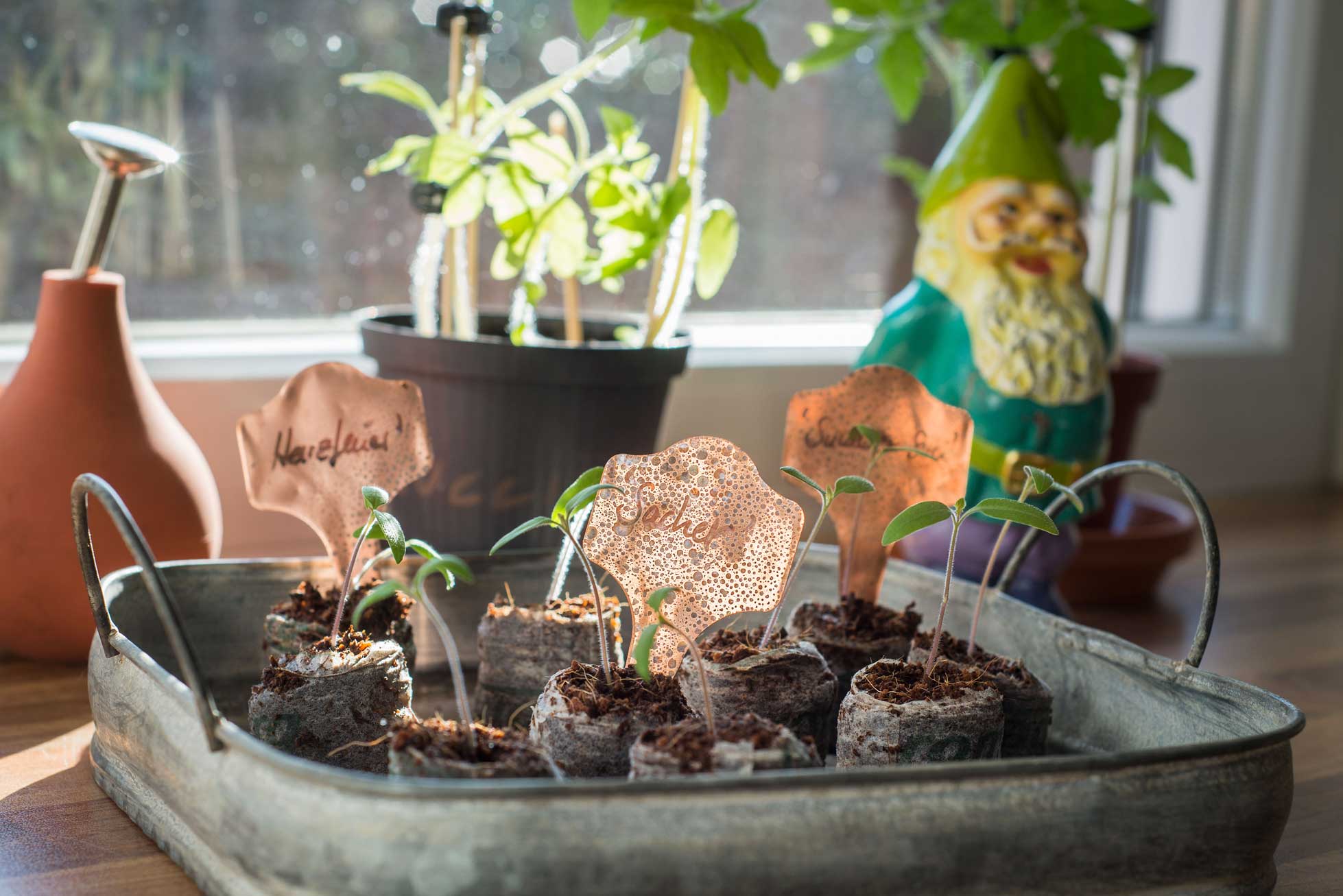 Tomatennachwuchs auf der hellen Fensterbank