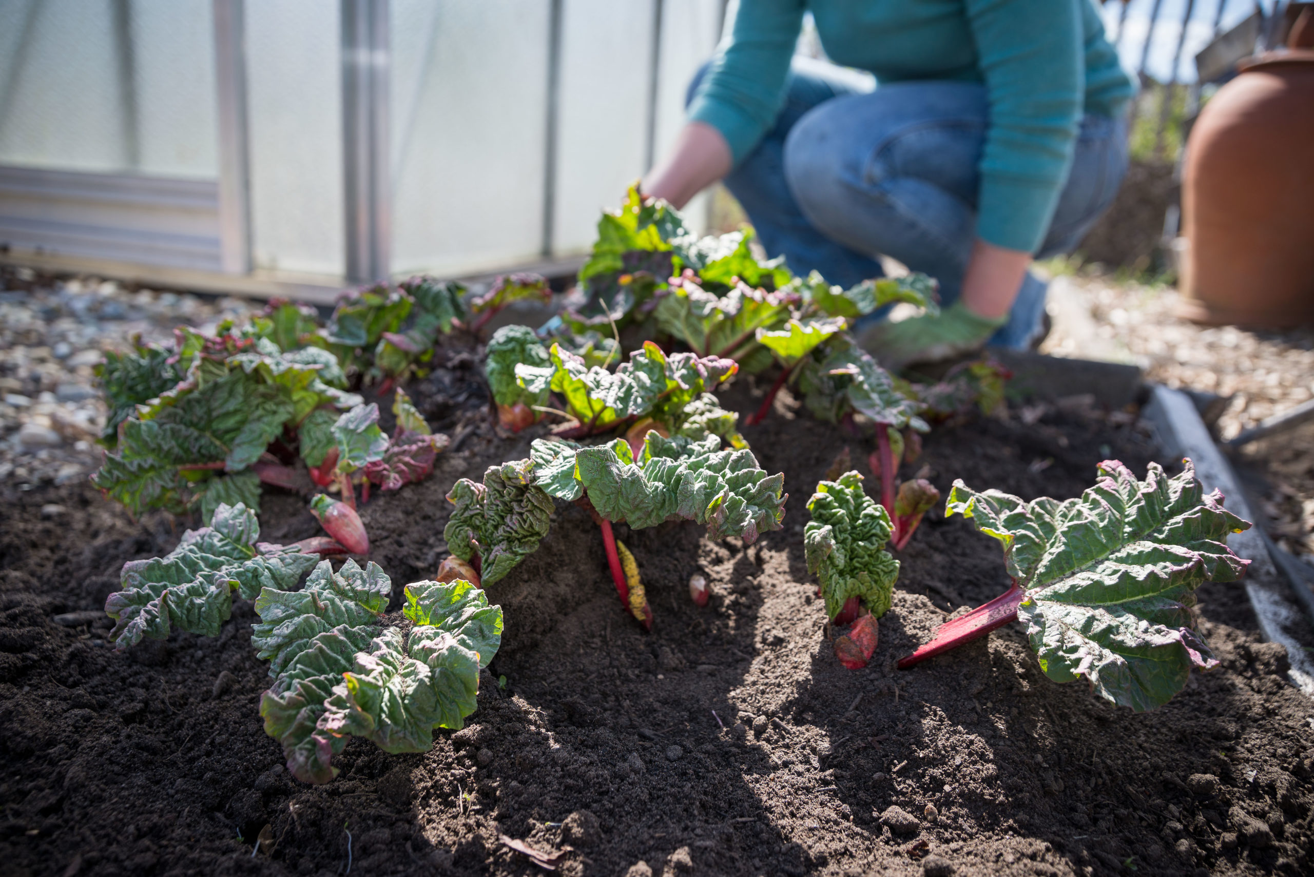 Rhabarber pflanzen im Garten