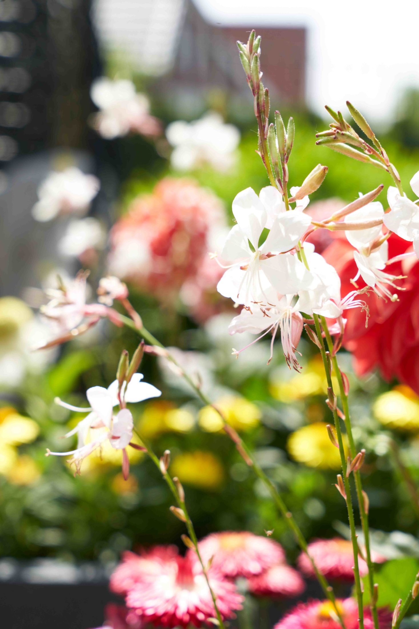 Ideen: Sommerblumen in Töpfen pflanzen