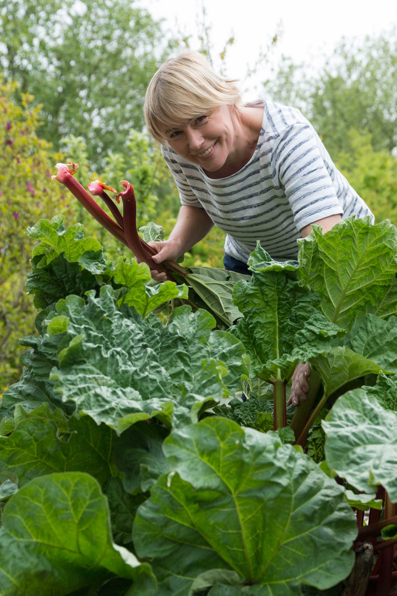 Rhabarber ernten und wann pflanzen? Gern im Garten