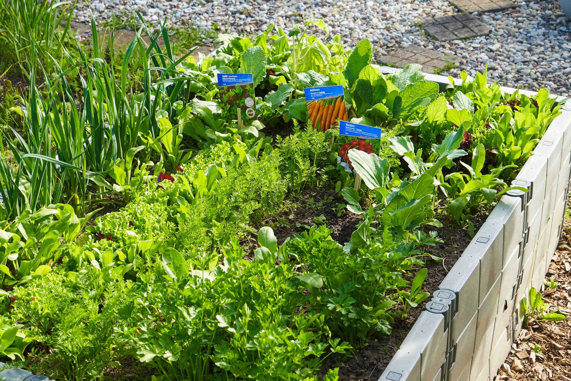 Überblick: Die richtigen Salate für jede Jahreszeit